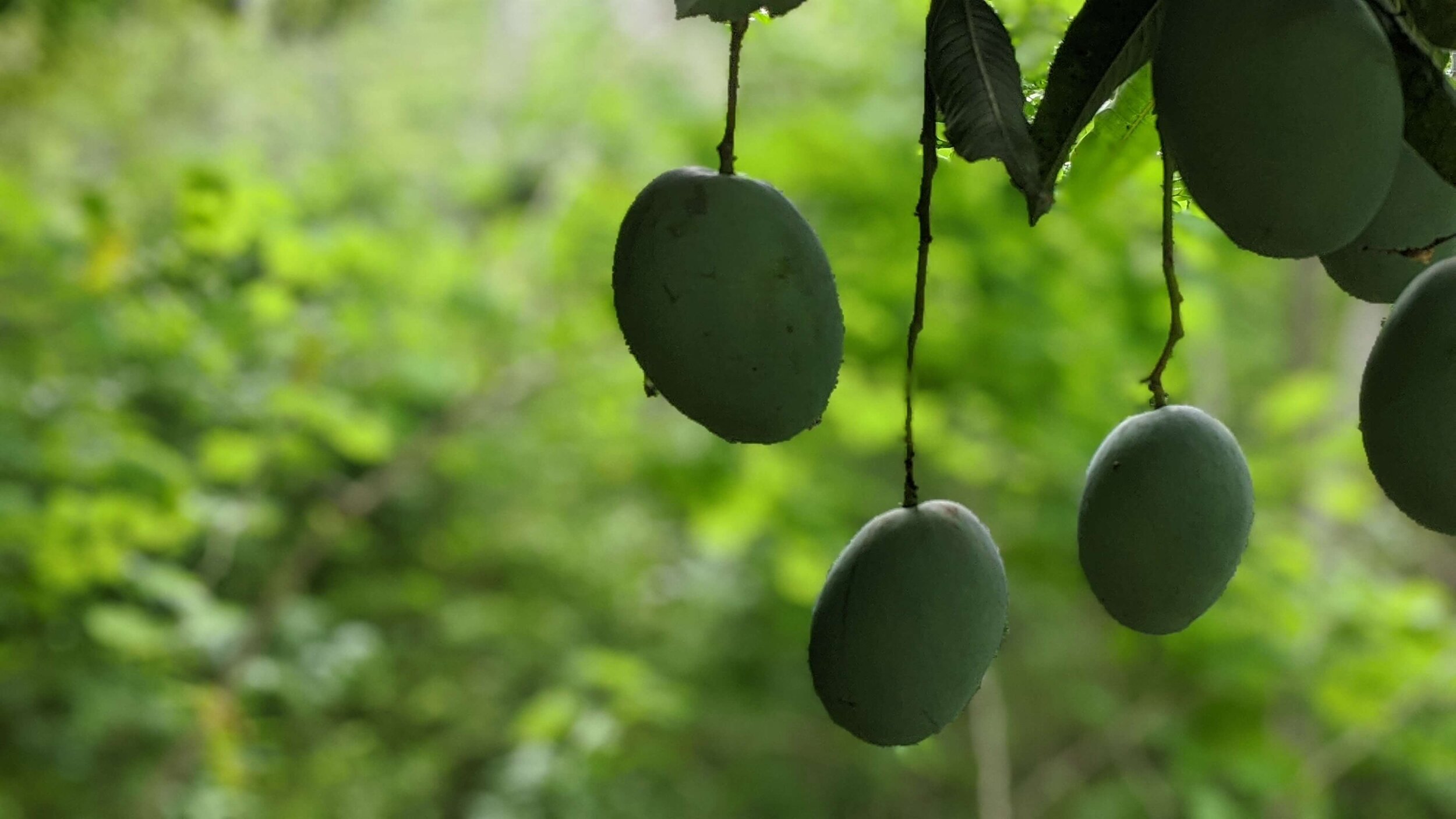 Mangos in abundance from April-June.jpg