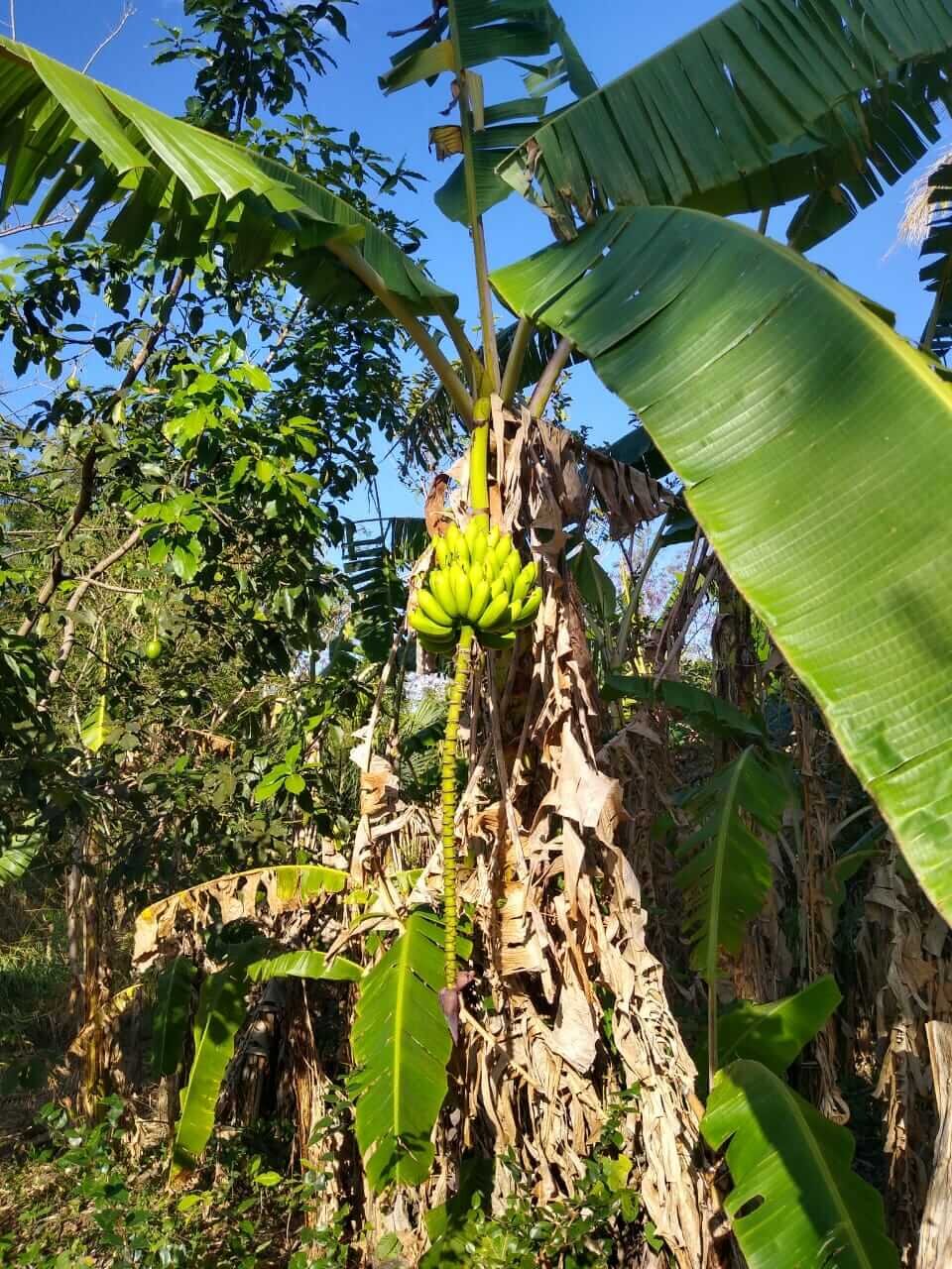 Banana tree ripe Central America - around selvista farm.jpg