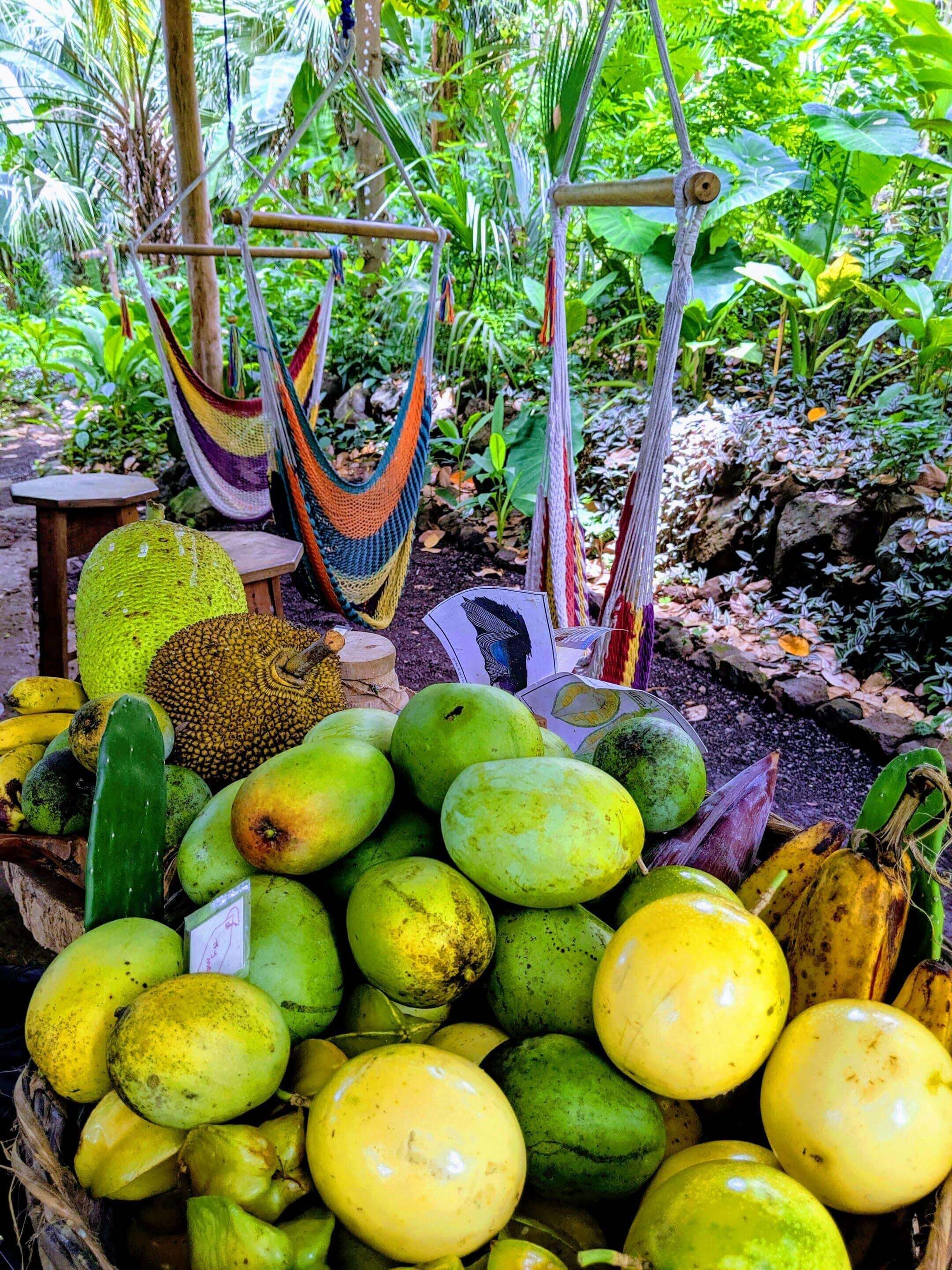 breadfruit, jackfruit, mangos, edible cactus, nopal, bananas and relaxing hammock space in the social area of selvista accommodations.jpg