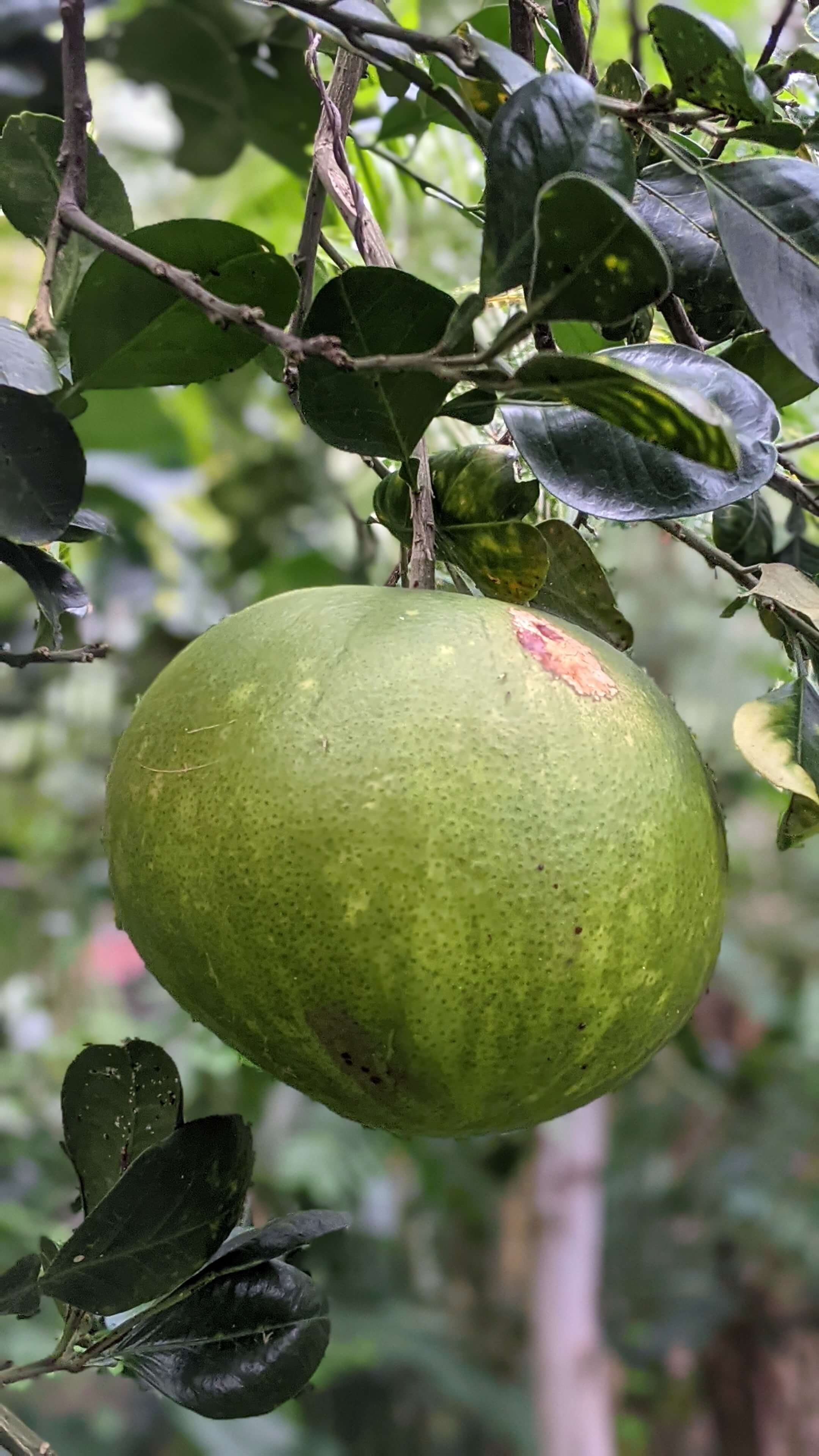 large citrus ripening in Selvista nursery.jpg