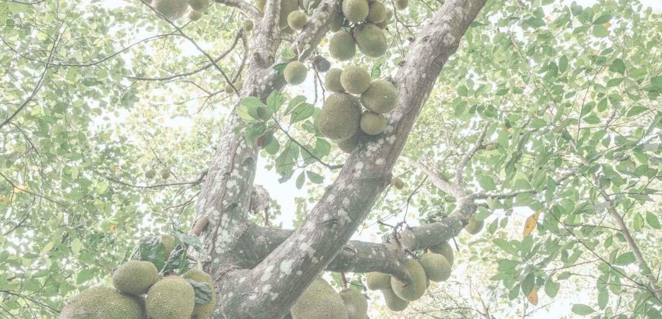 Jackfruit in abundance at Selvista Farm and Nursery.jpg