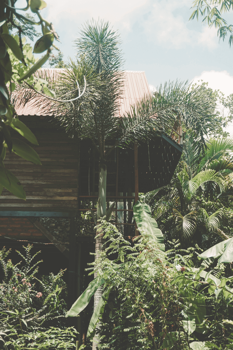 Looking up at Jackfruit House from behind the vanilla (1).png