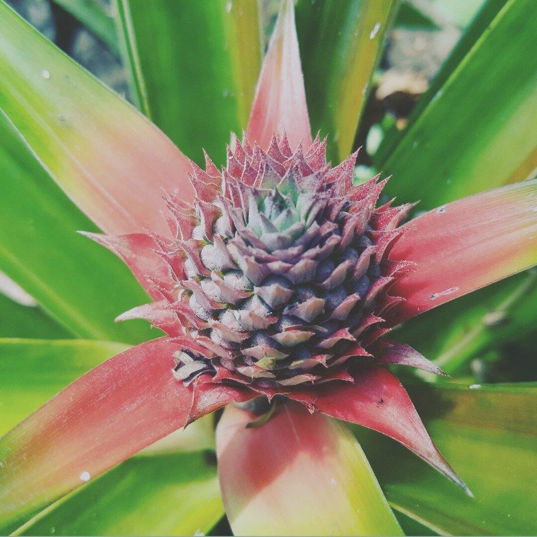 Baby Pineapple, grown with love and eaten with thanks⁠
⁠
⁠
⁠
#experienceometepe #selvistaexperience ⁠
#selvistaguesthouses⁠
⁠
#selvistanursery⁠
#selvistakitchen⁠
#selvistafarm⁠
⁠
#ometepeisland  #ometepe #islaometepe ⁠
⁠
#centralamericantravel #nicar