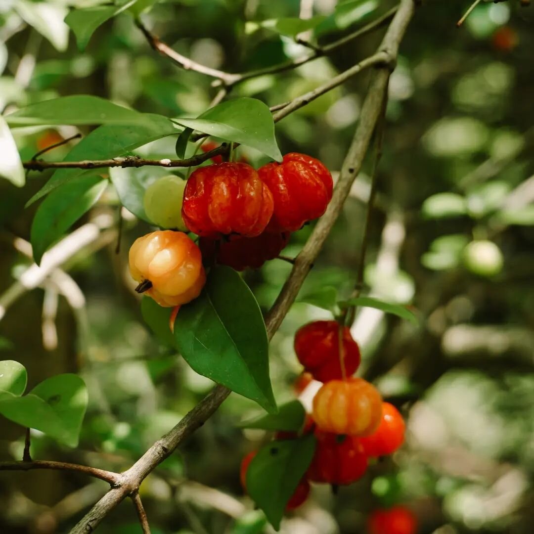 Flashback to our Pitanga-filled days... Here we follow the year via what's flowering, fruiting and flourishing. 

We cycle through the seasons with mangoes and citrus, then araz&aacute; and ackee... What a wonderful way to map the time. 

Present day