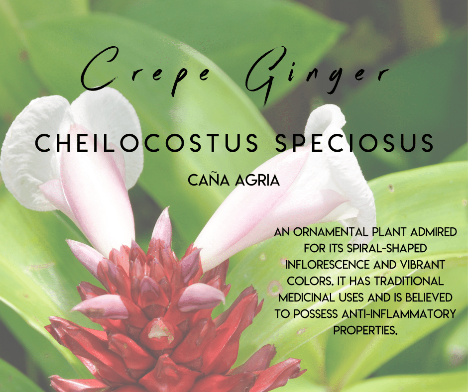 Crepe Ginger Selvista Nursery plant info uses and benefits.png