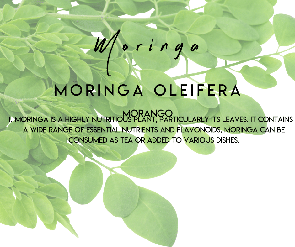Moringa Selvista Nursery plant info uses and benefits.png