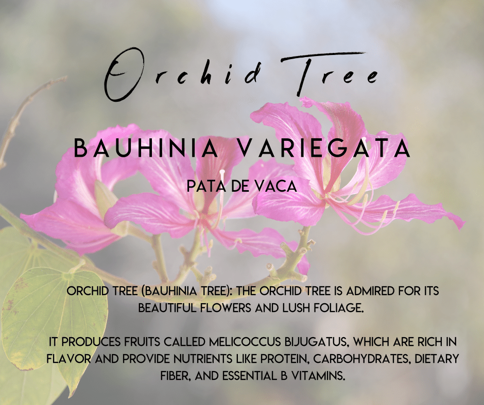 Orchid Tree Selvista Nursery plant info uses and benefits.png