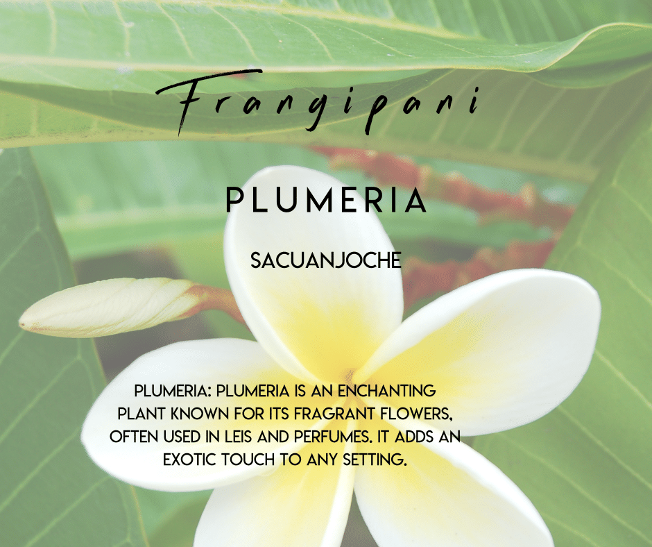 Plumeria Selvista Nursery plant info uses and benefits.png