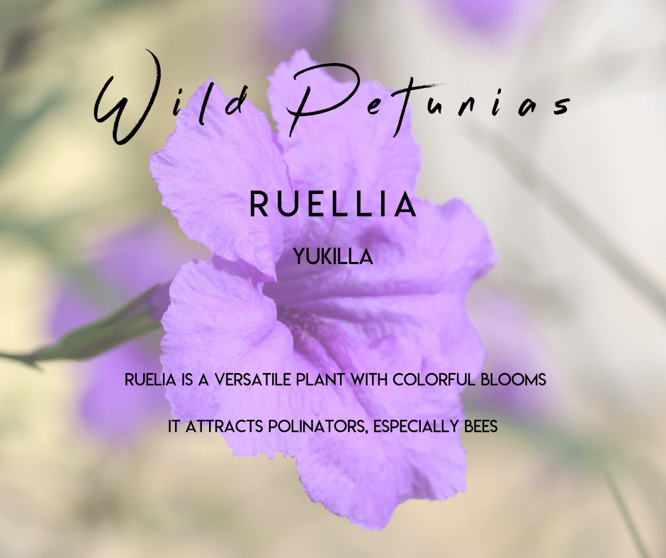 Ruellia Selvista Nursery plant info uses and benefits.png