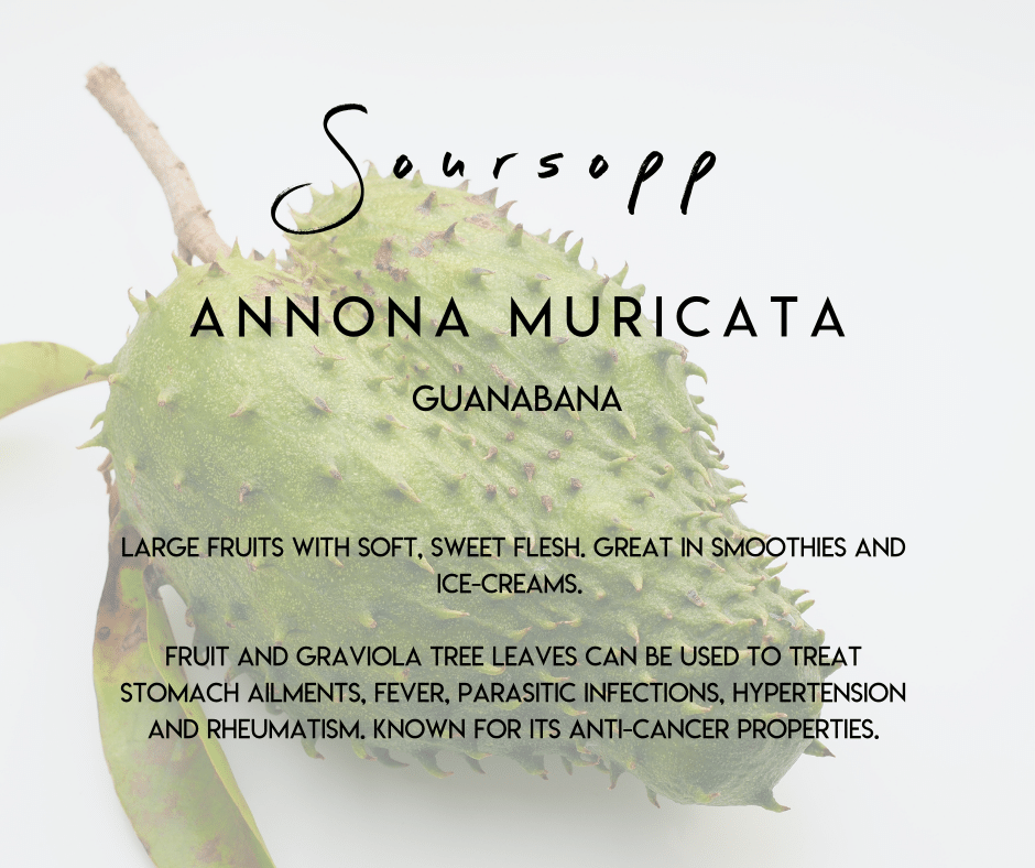 Soursopp Selvista Nursery plant info uses and benefits.png