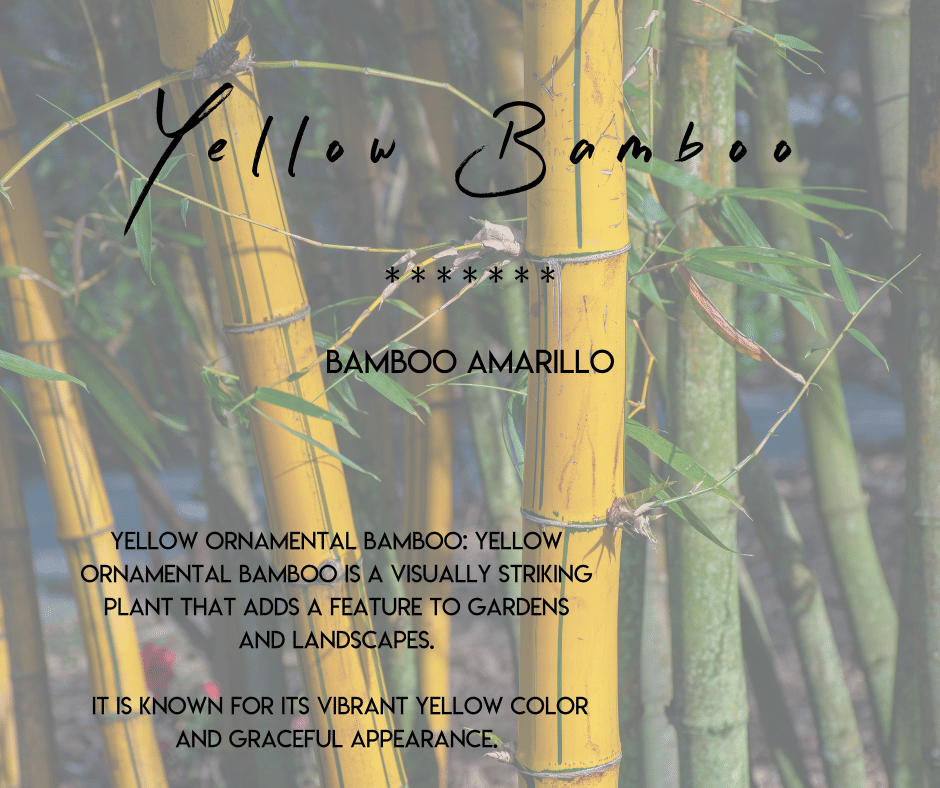 Yellow bamboo Selvista Nursery plant info uses and benefits.png
