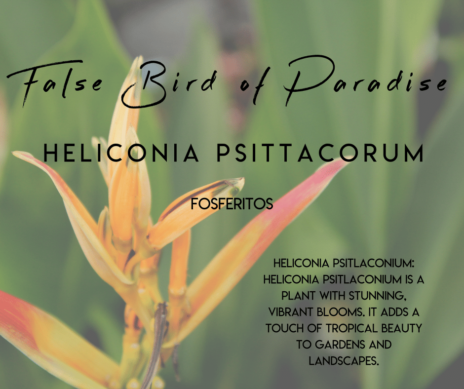 Bird of paradise Selvista Nursery plant info uses and benefits.png