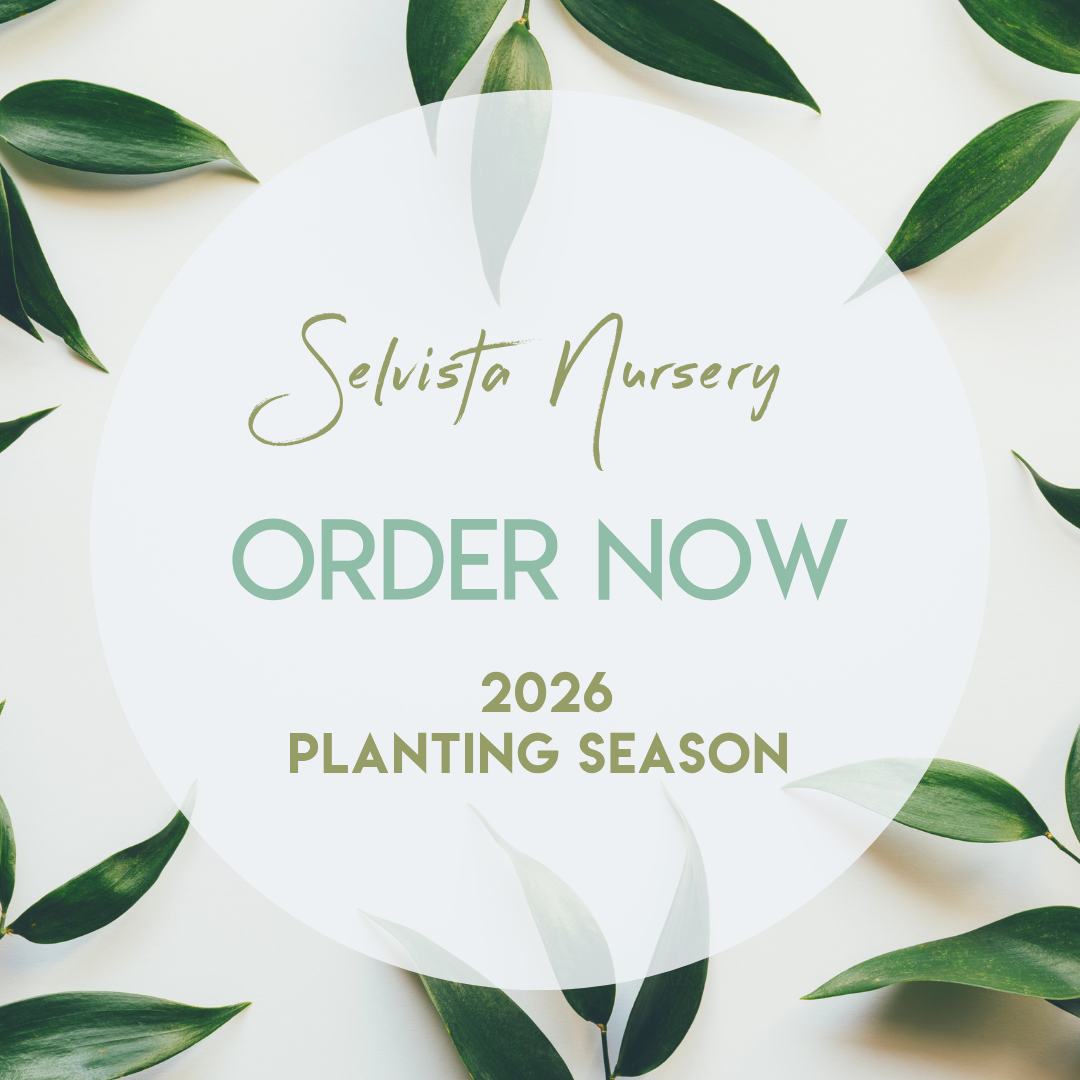 Selvista Nursery 2025 price list and inventory (Instagram Story) (Instagram Post).png
