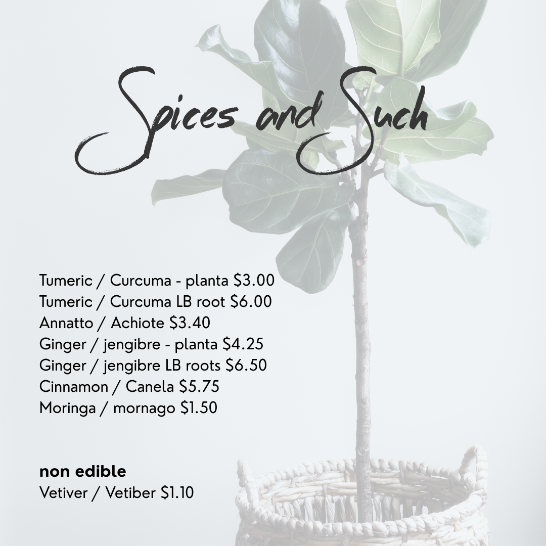 Spices and Such plants gingers, cinnamon Selvista Nursery Ometepe Island pricing menu.png