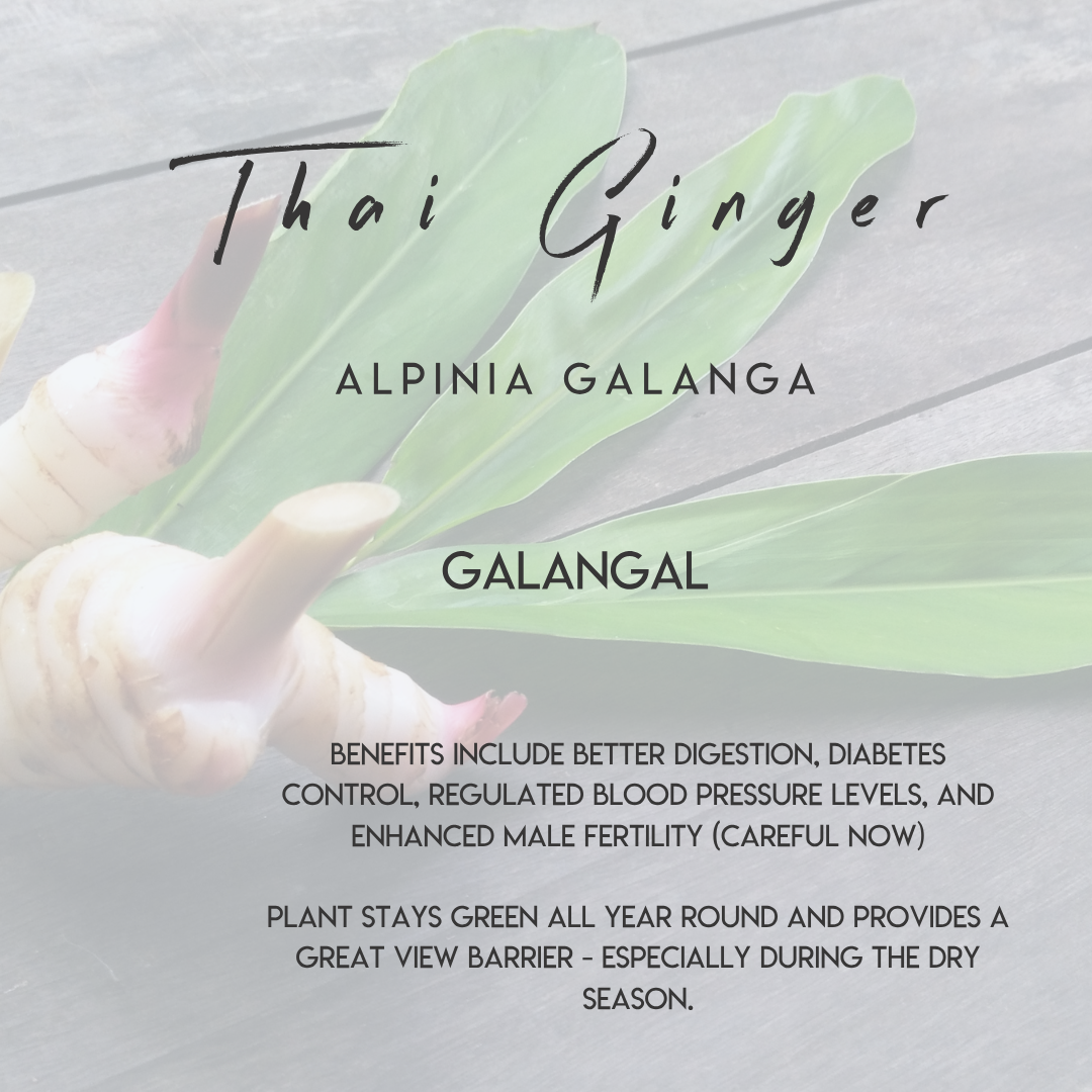 Thai Ginger plant nursery fruits and descriptions selvista Ometepe .png