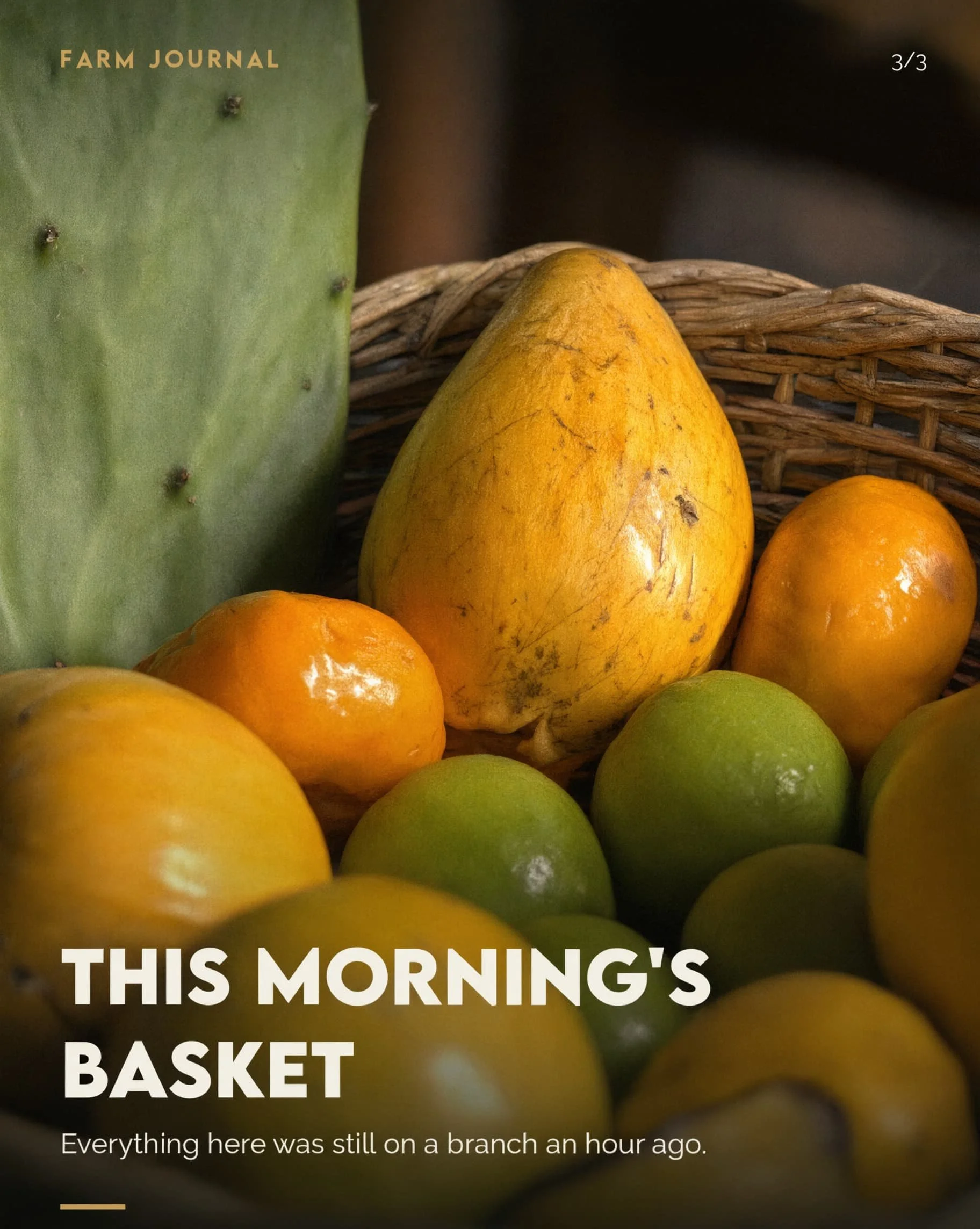 Fruit options in our daily harvest of tropical edible fruits in our farm on Ometepe