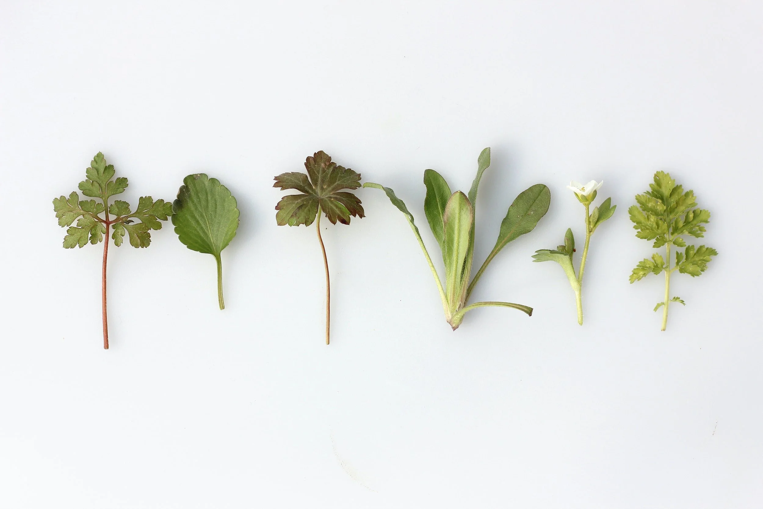 The Top Herbs for Supporting Hashimoto's Disease