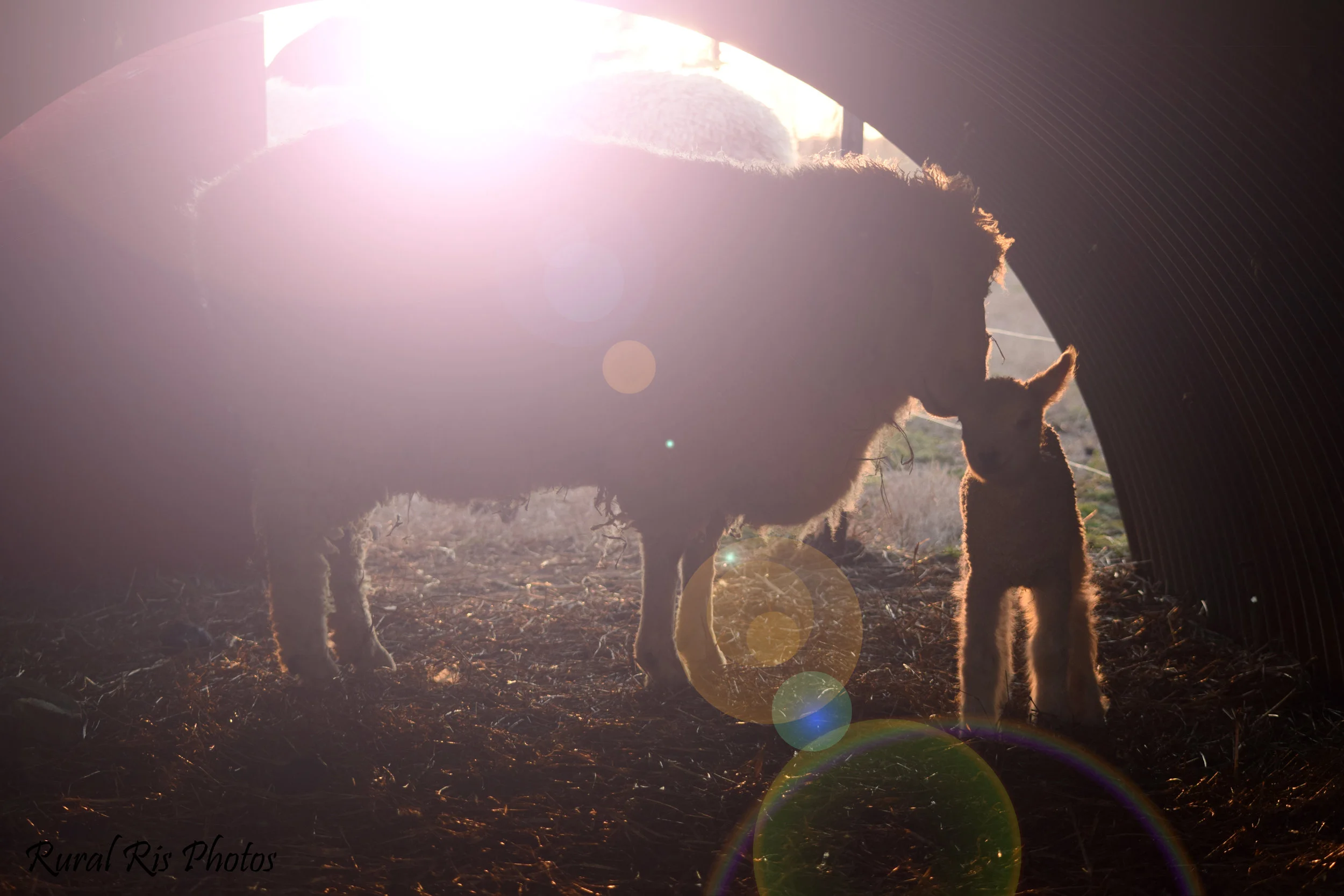 Lambing Season- 2016-