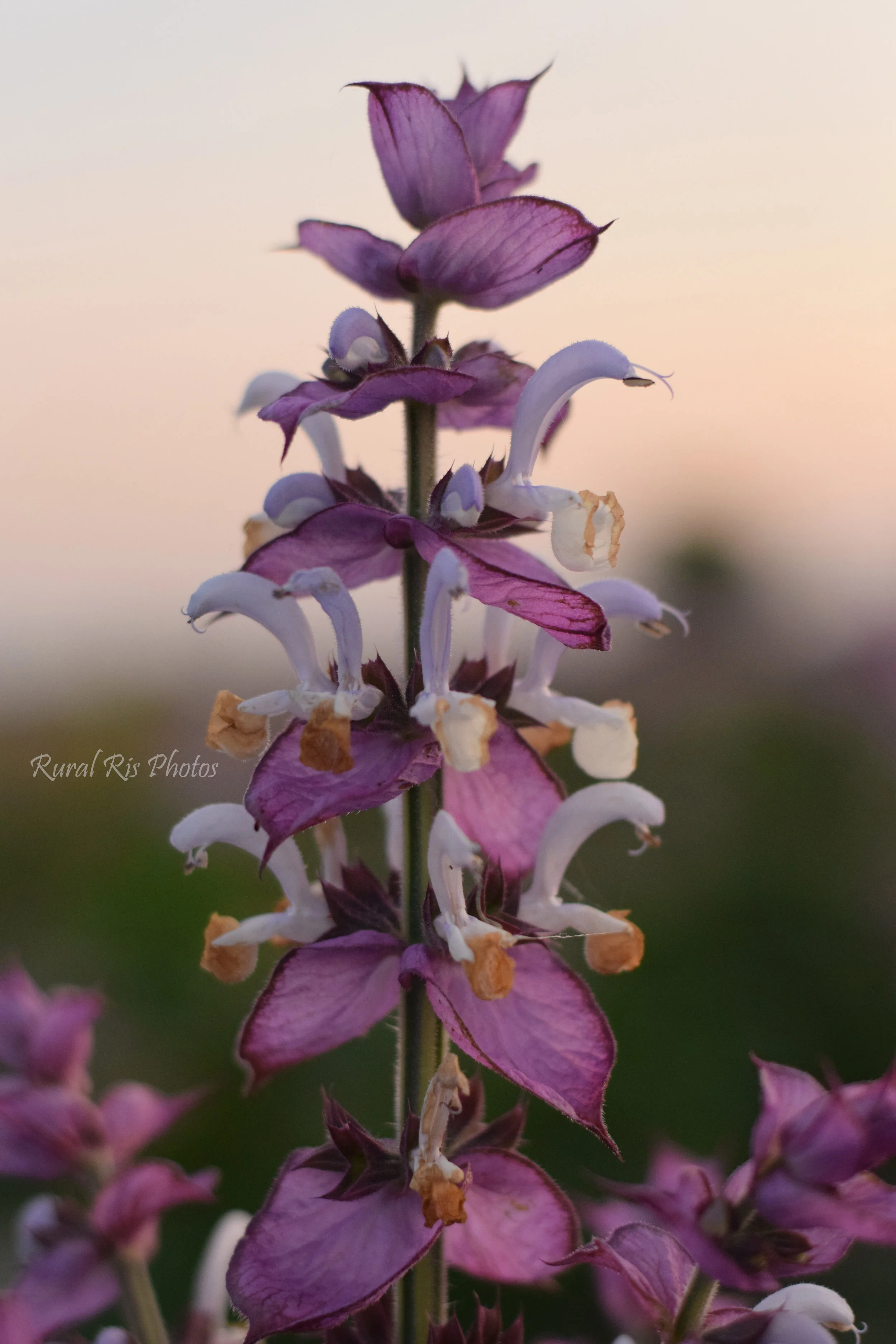 Stop &amp; Smell the Sage: A Look into NC Clary Sage Industry
