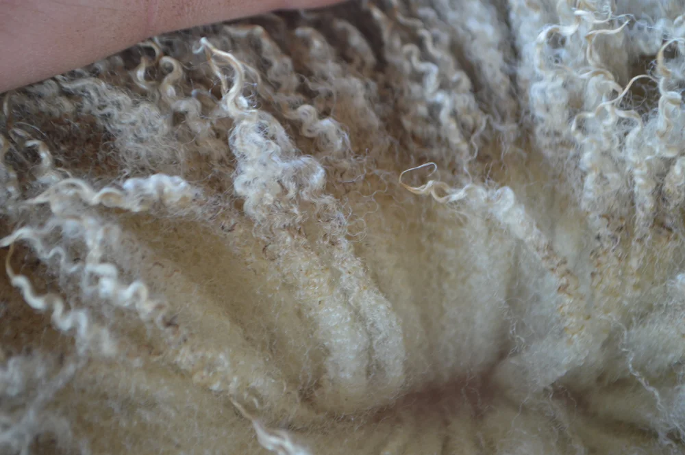 Wool 101: Understanding the basics — M See Creative