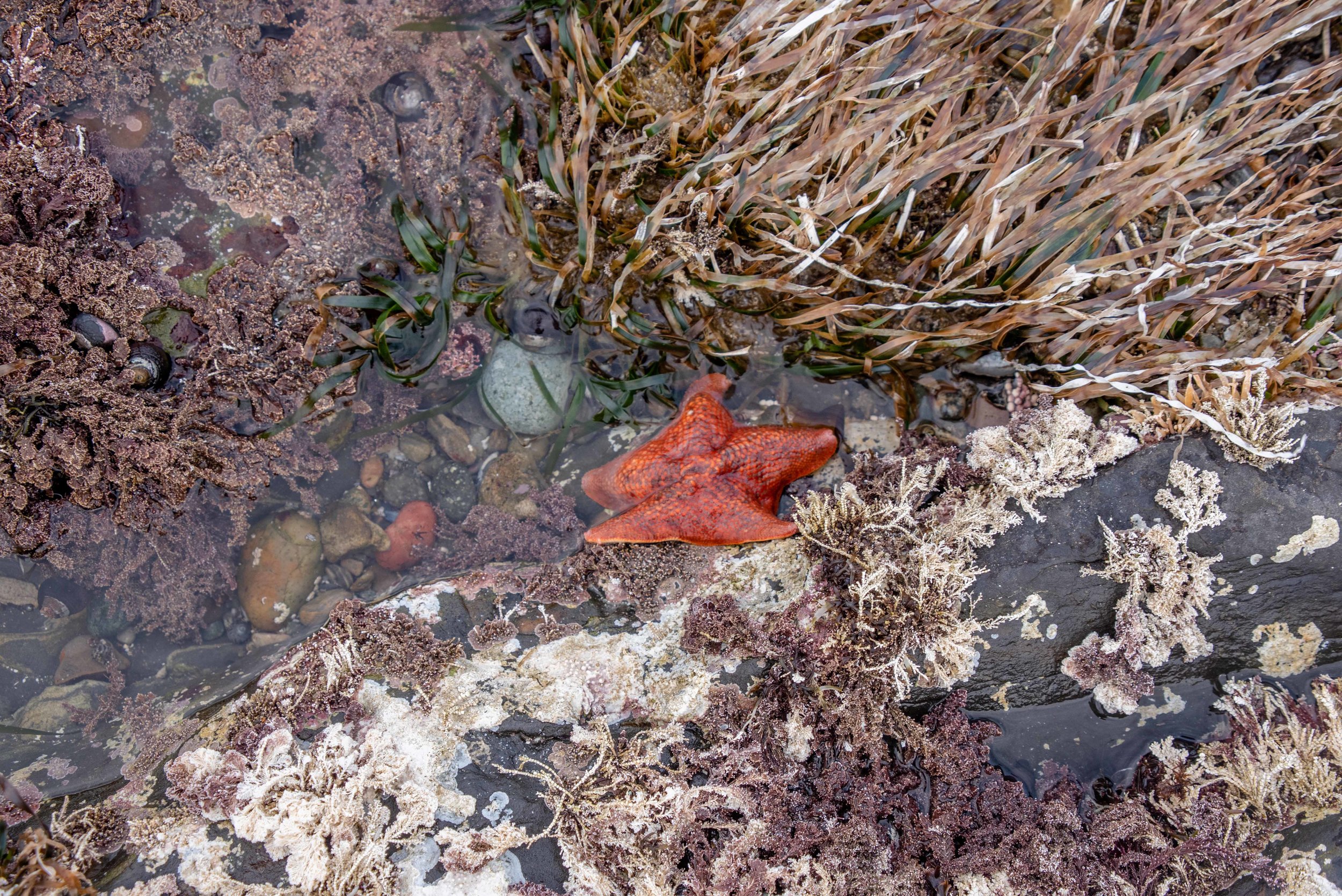 I had just finished telling Garrett that one time I found a starfish in a tide pool. Then, I looked down and saw this guy. Garrett was shocked we found one!