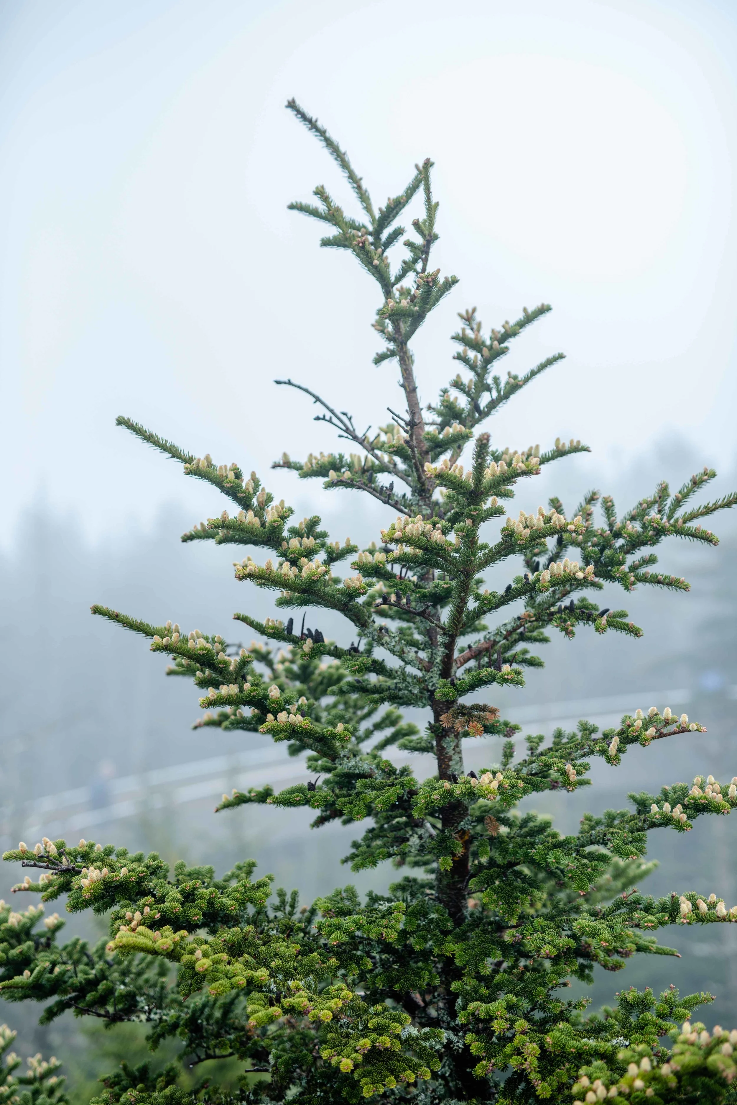 DSC_9270.jpg