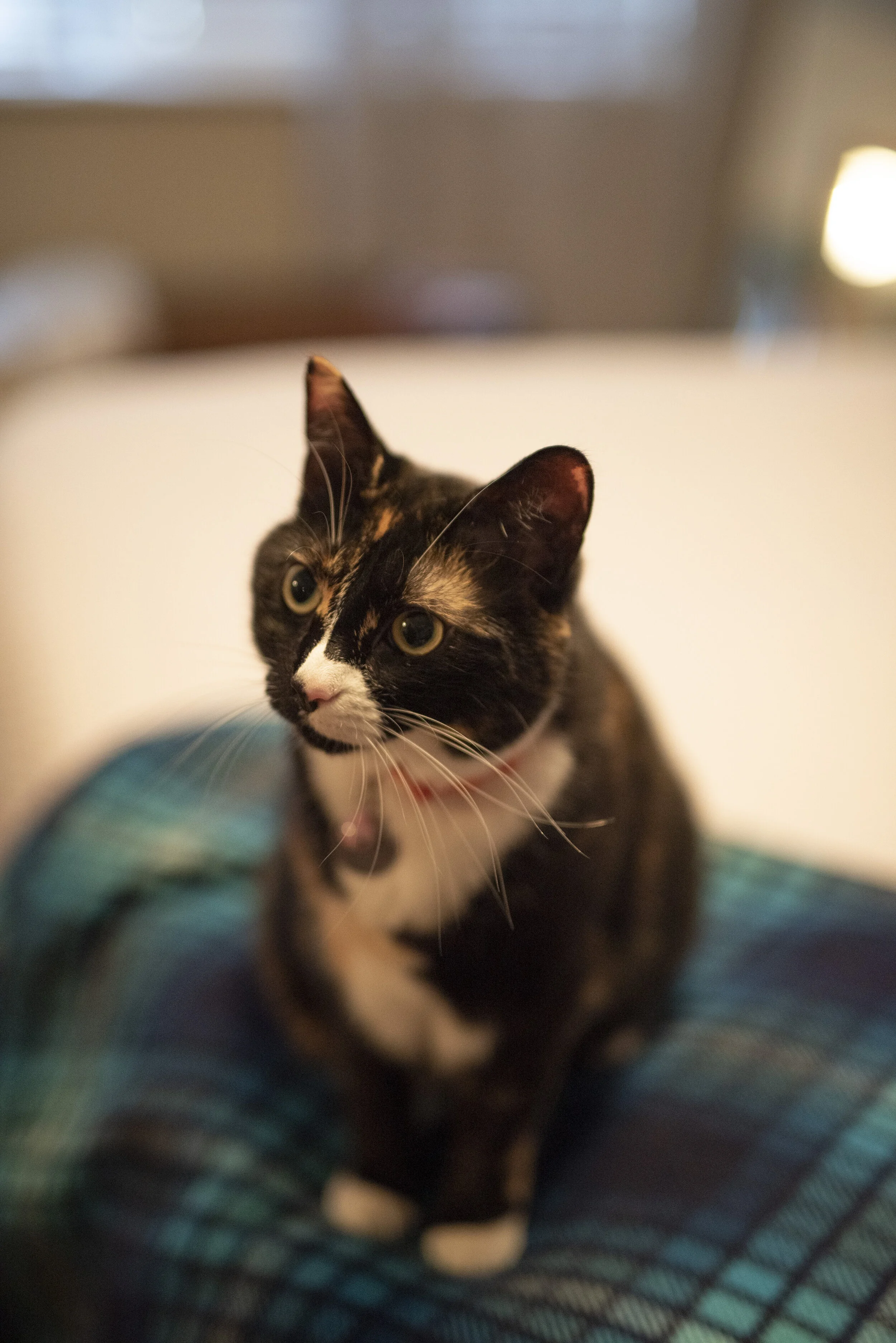 DSC_6006.jpg