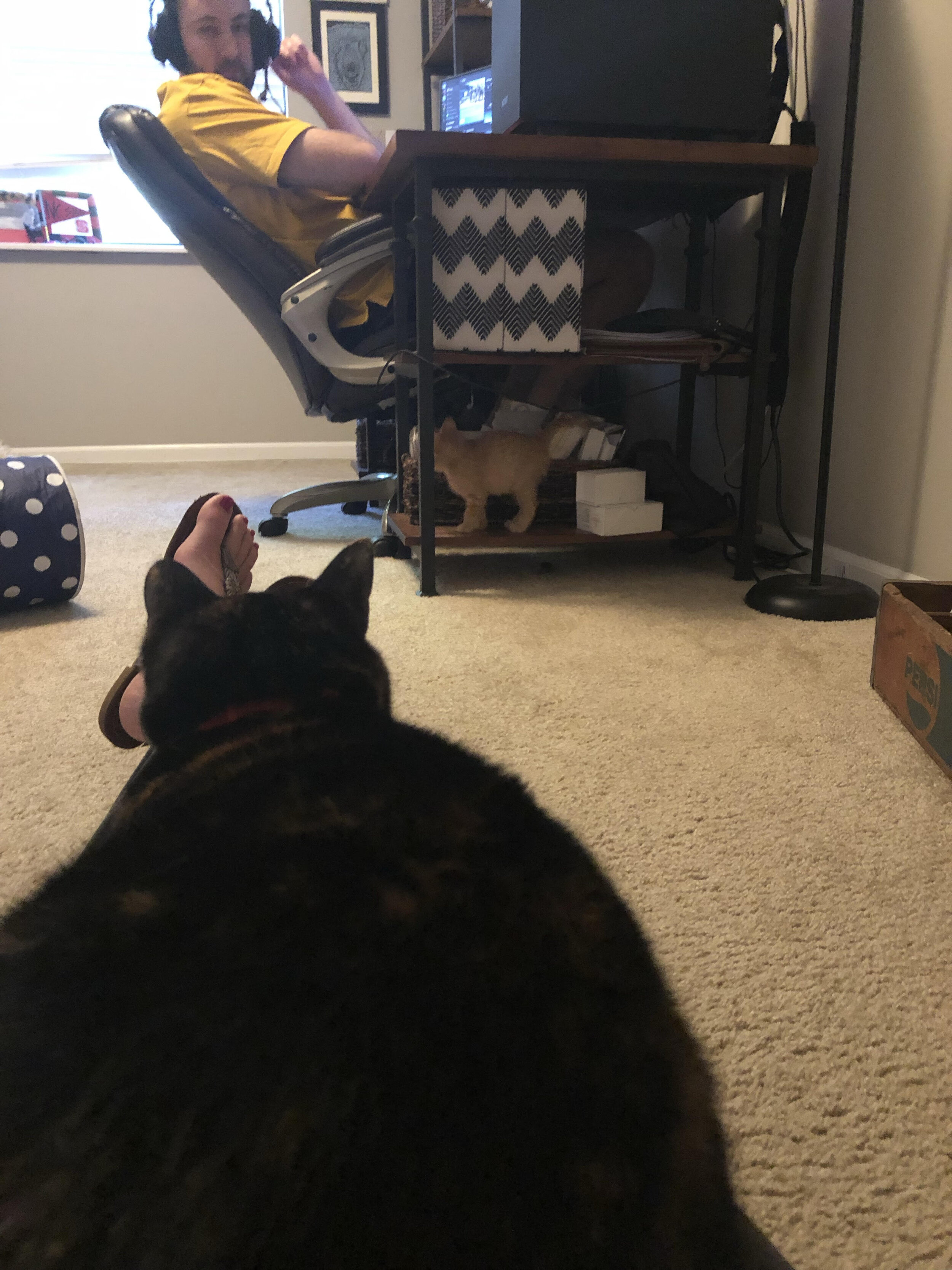 Callie giving Lil Cat a wide birth.