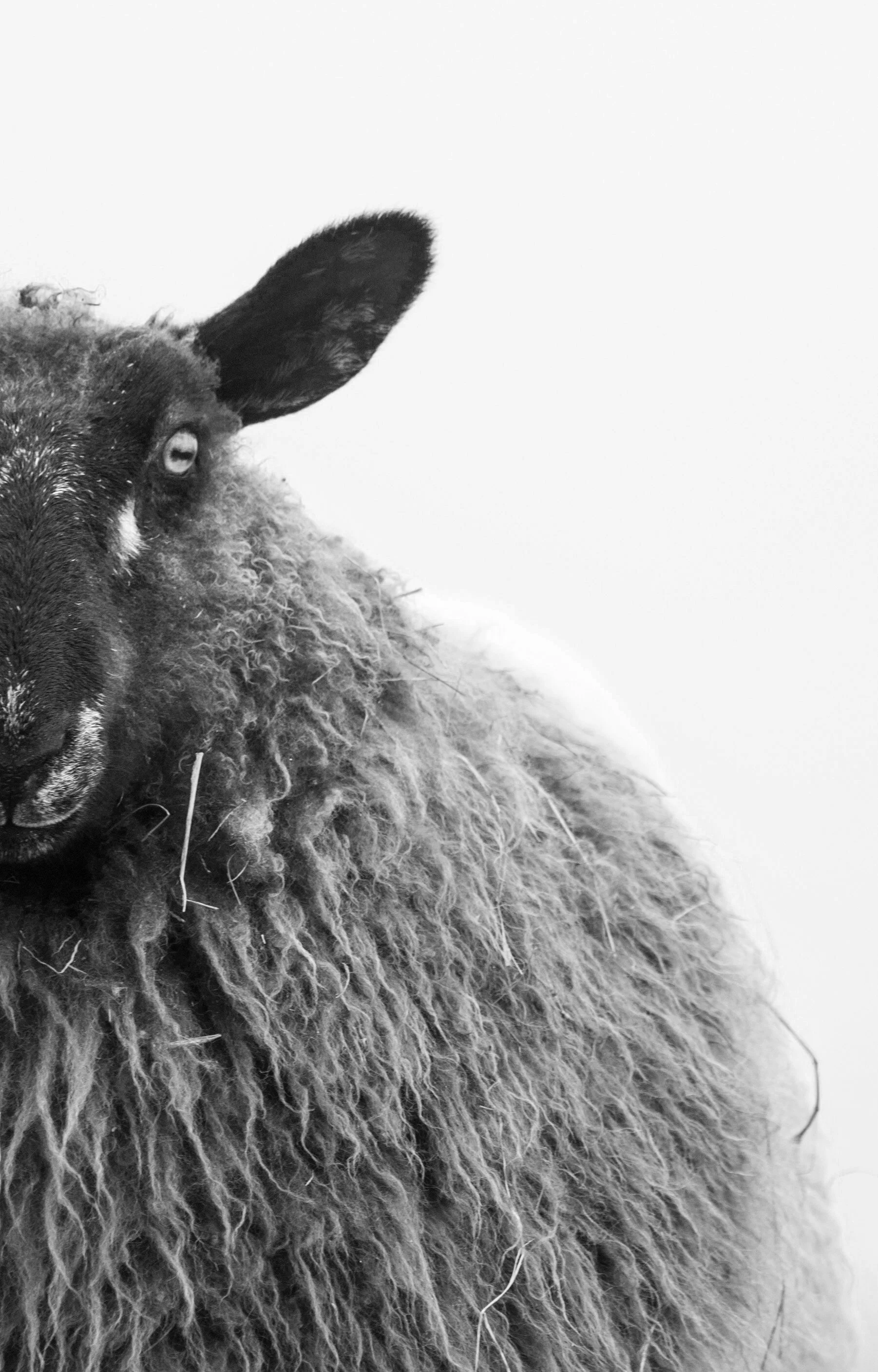 Paisley Black &amp; White