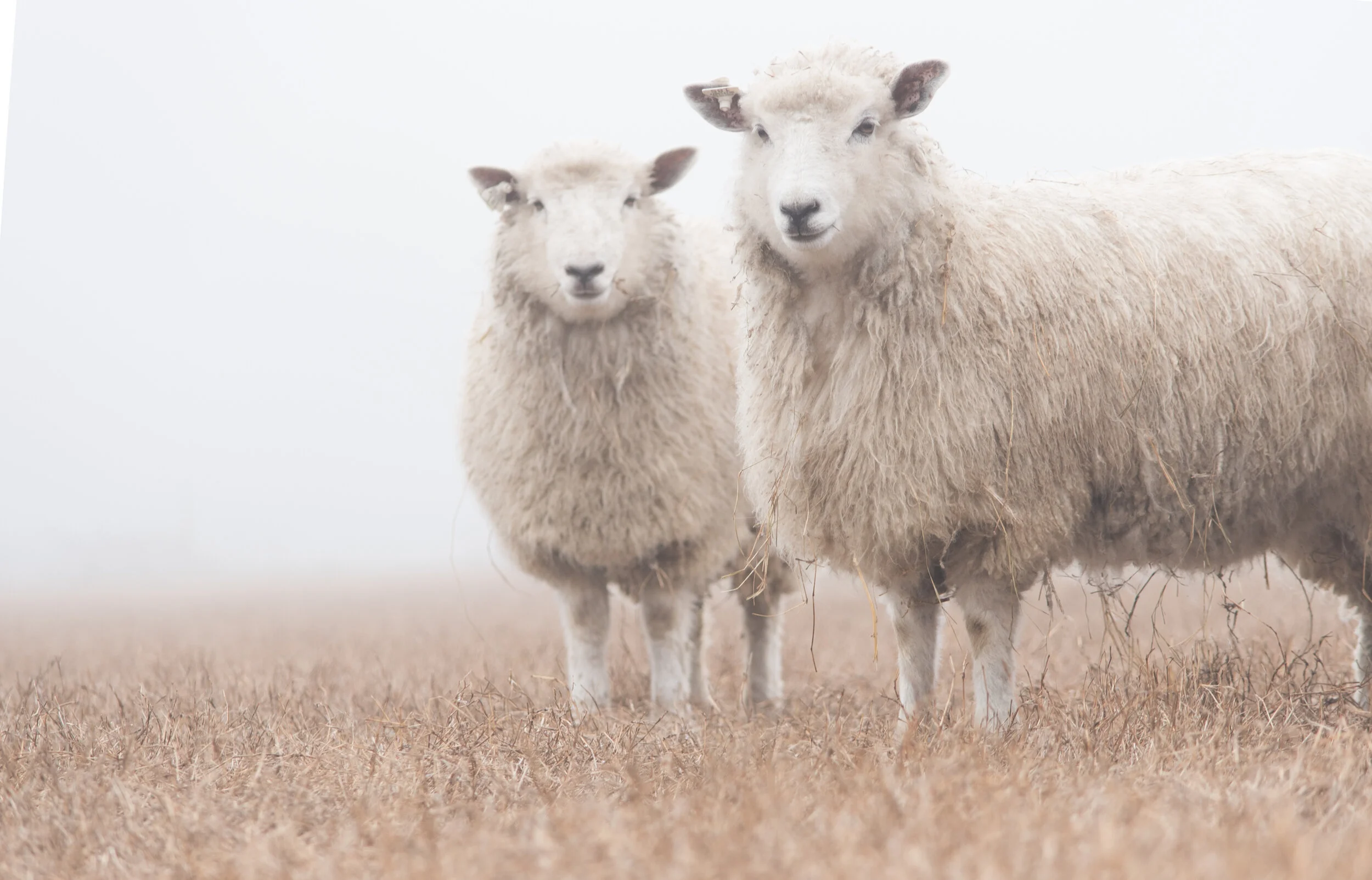 Sheep in the Mist