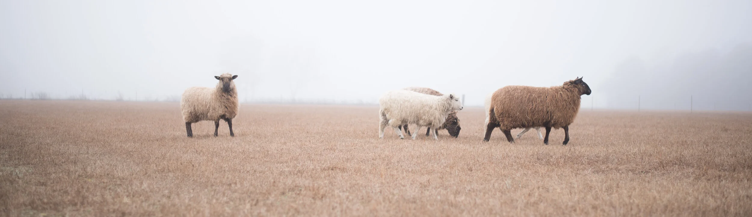 Sheep in the Mist