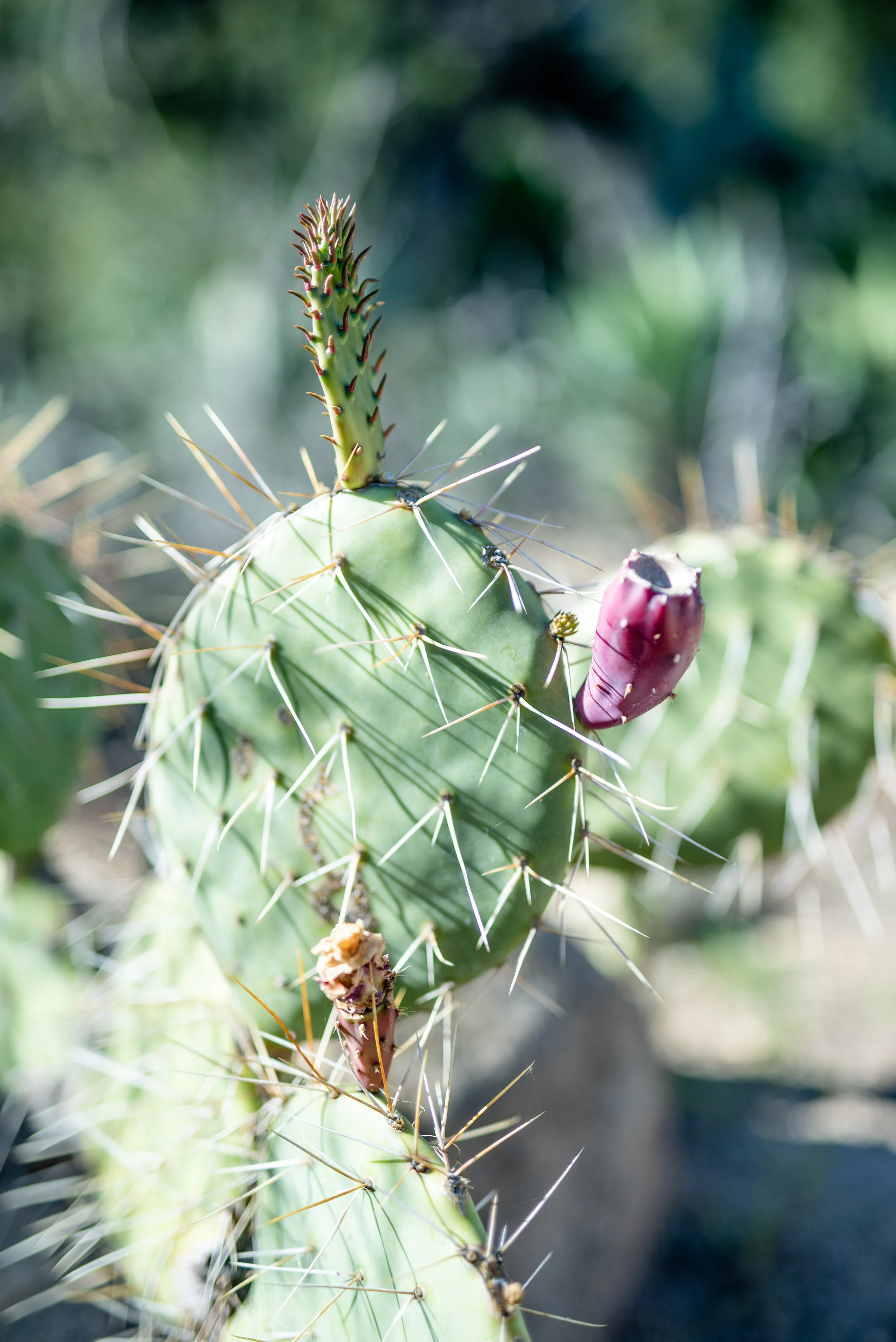 Prickly Pear Cactus