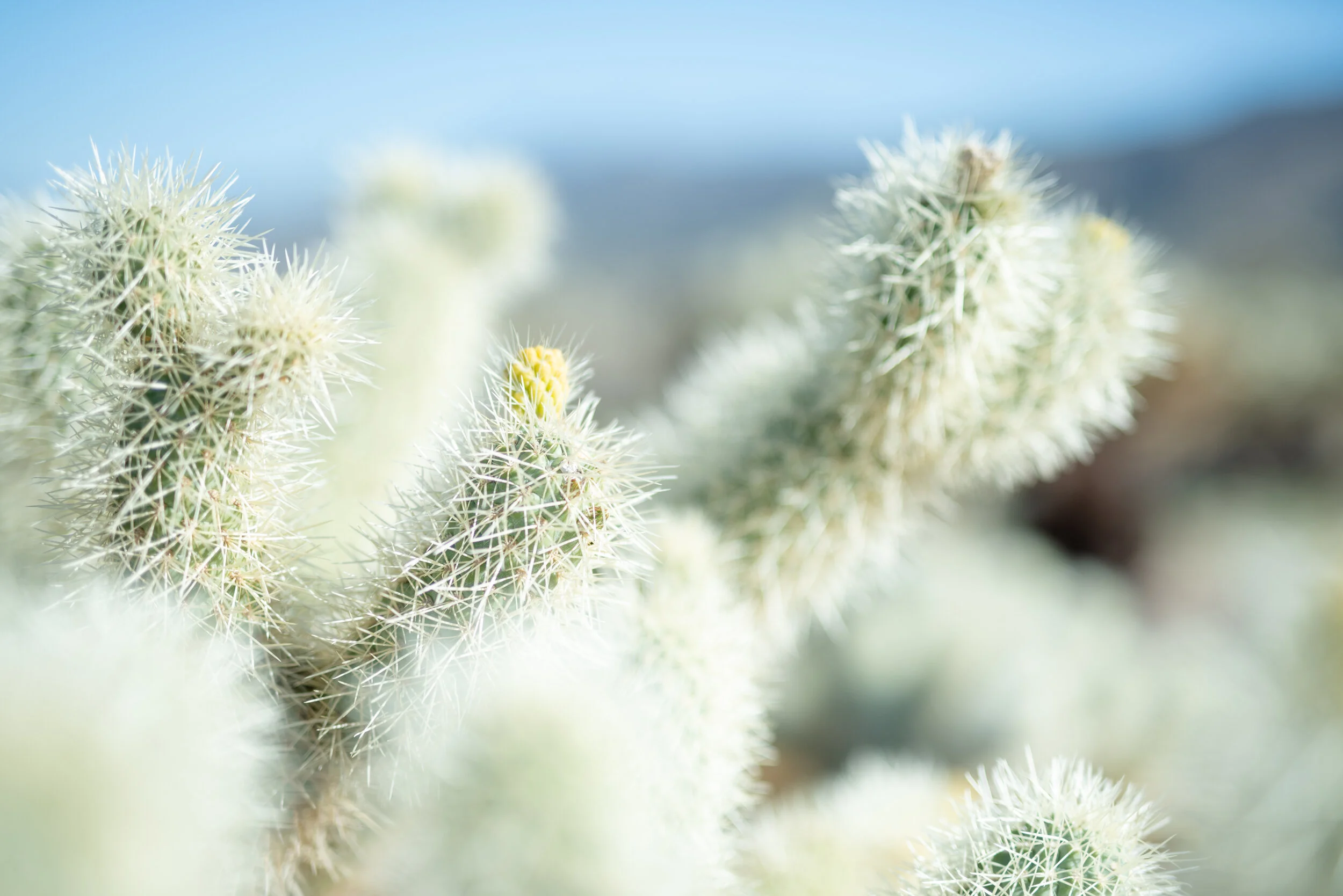 Cholla Cactus 2