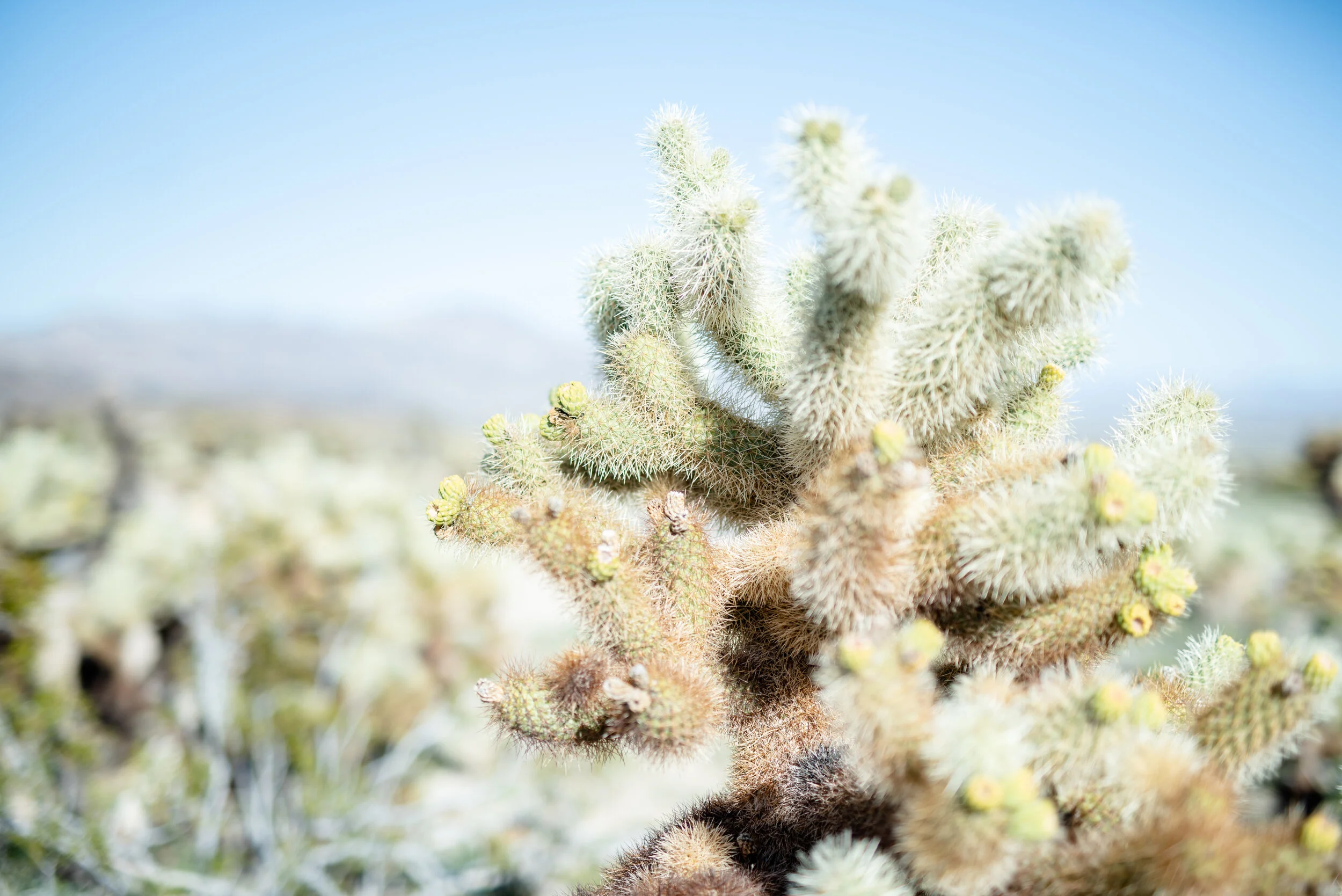 Cholla Cactus 3