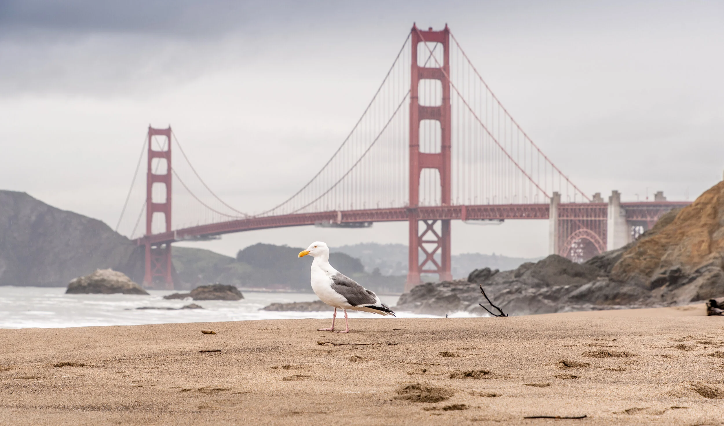 Gull and Golden Gate