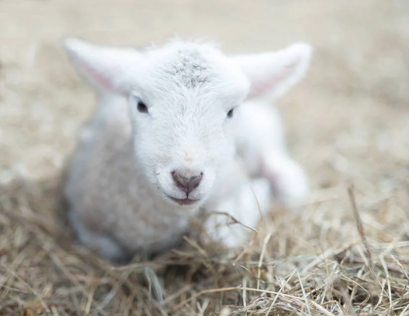 Little Lamb
