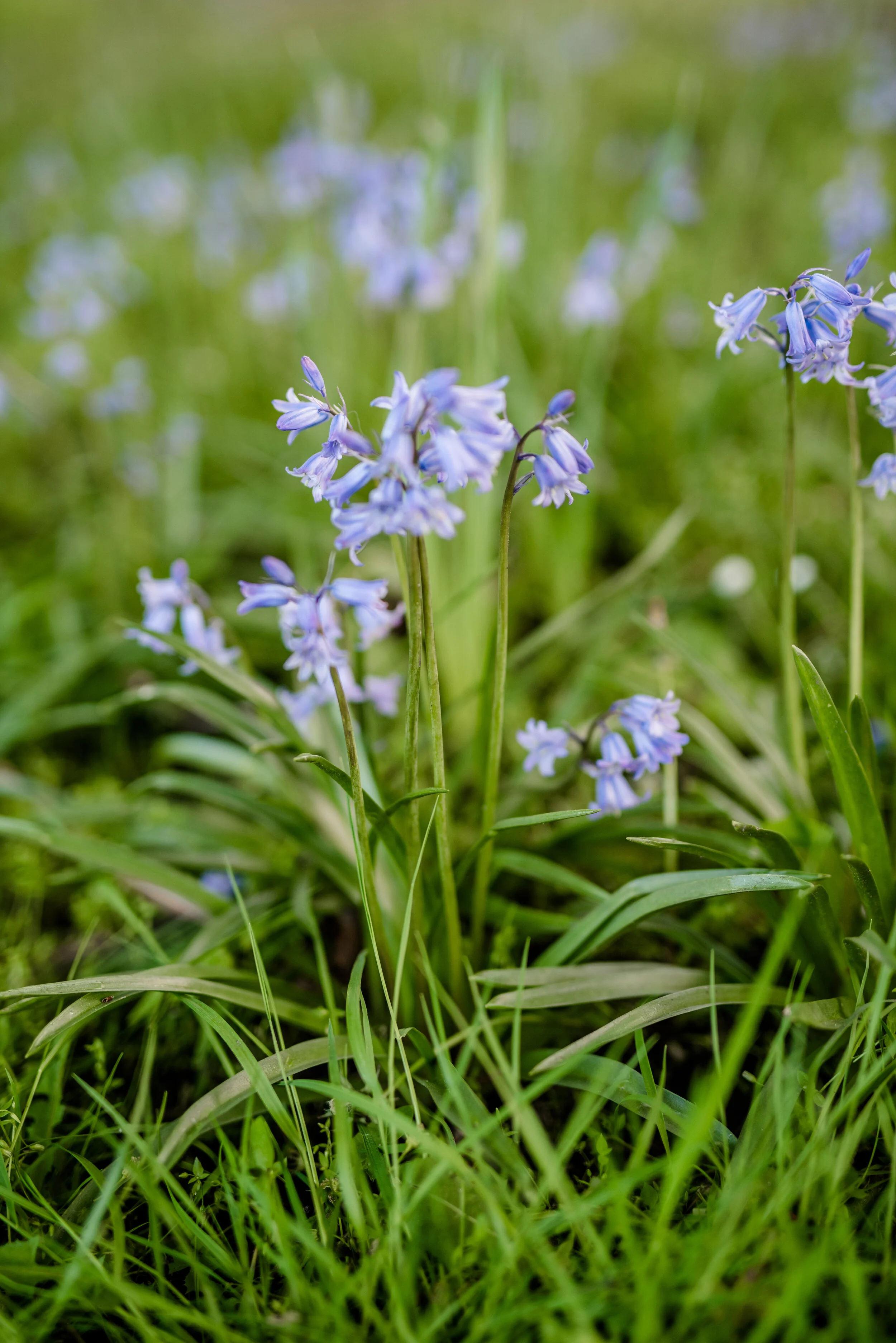 Bluebell