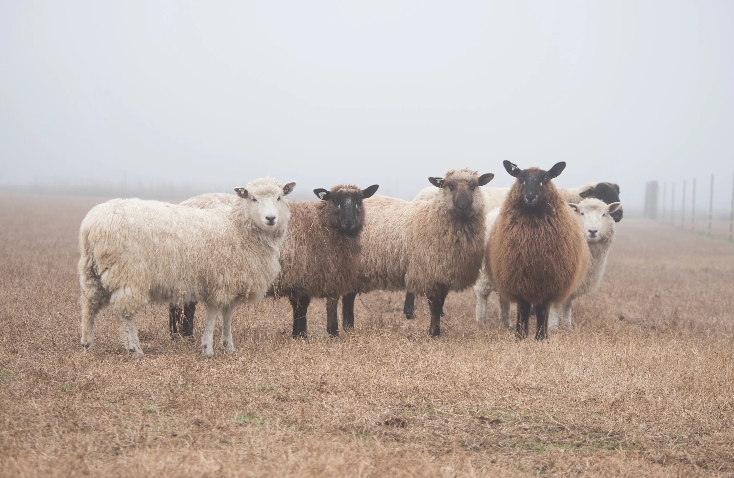 Sheep in the Mist