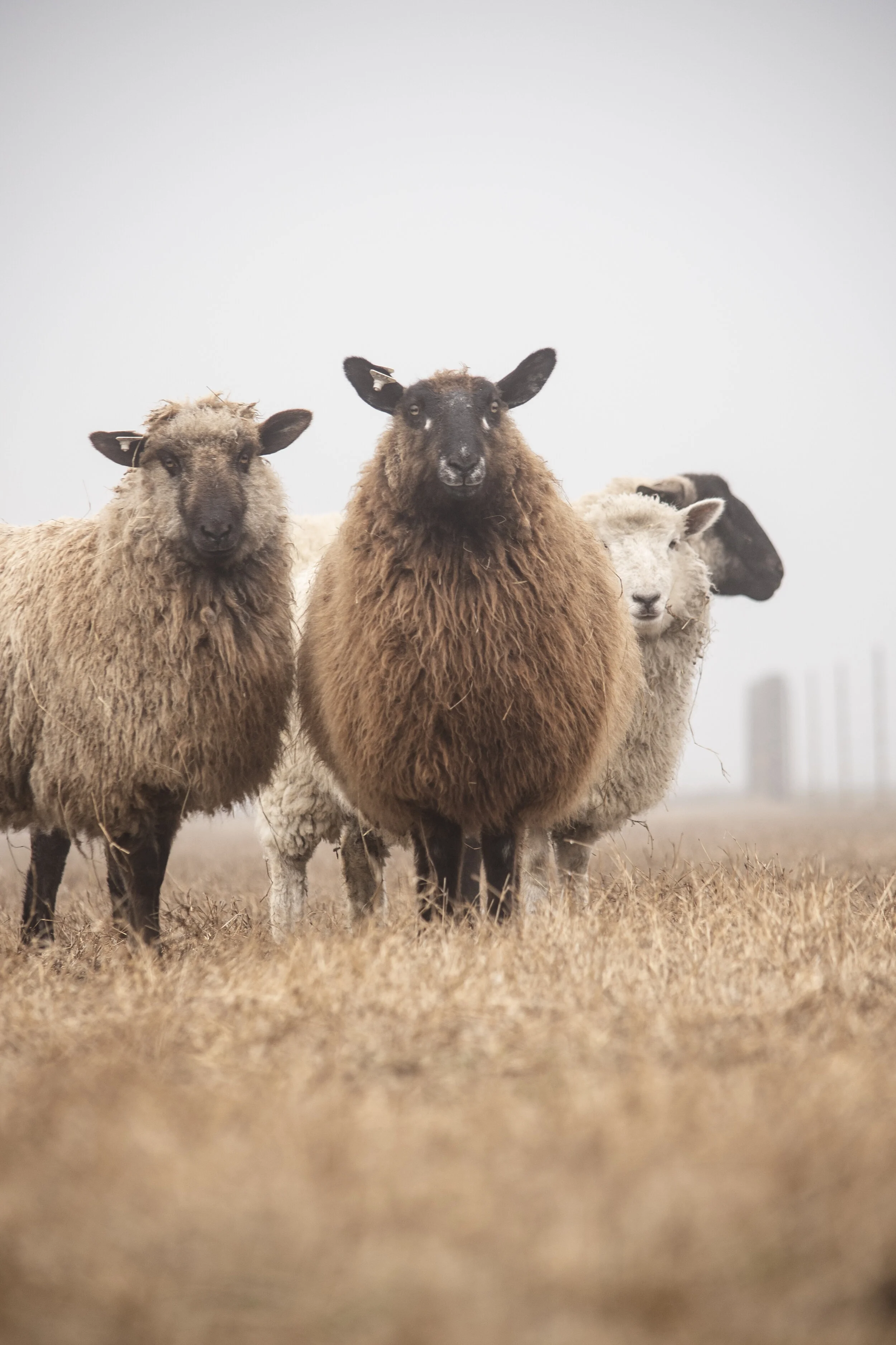 Sheep in the Mist