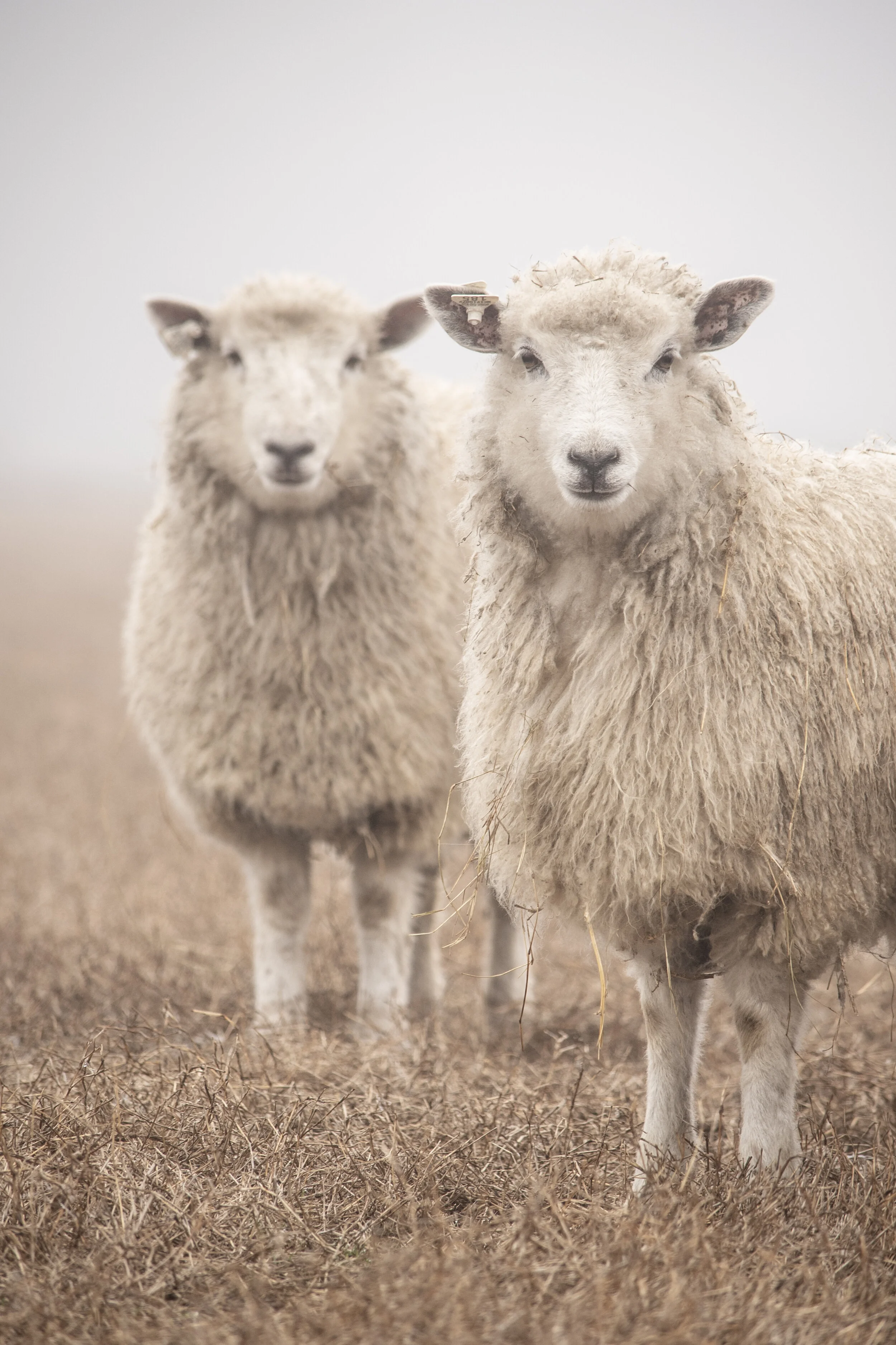 Sheep in the Mist