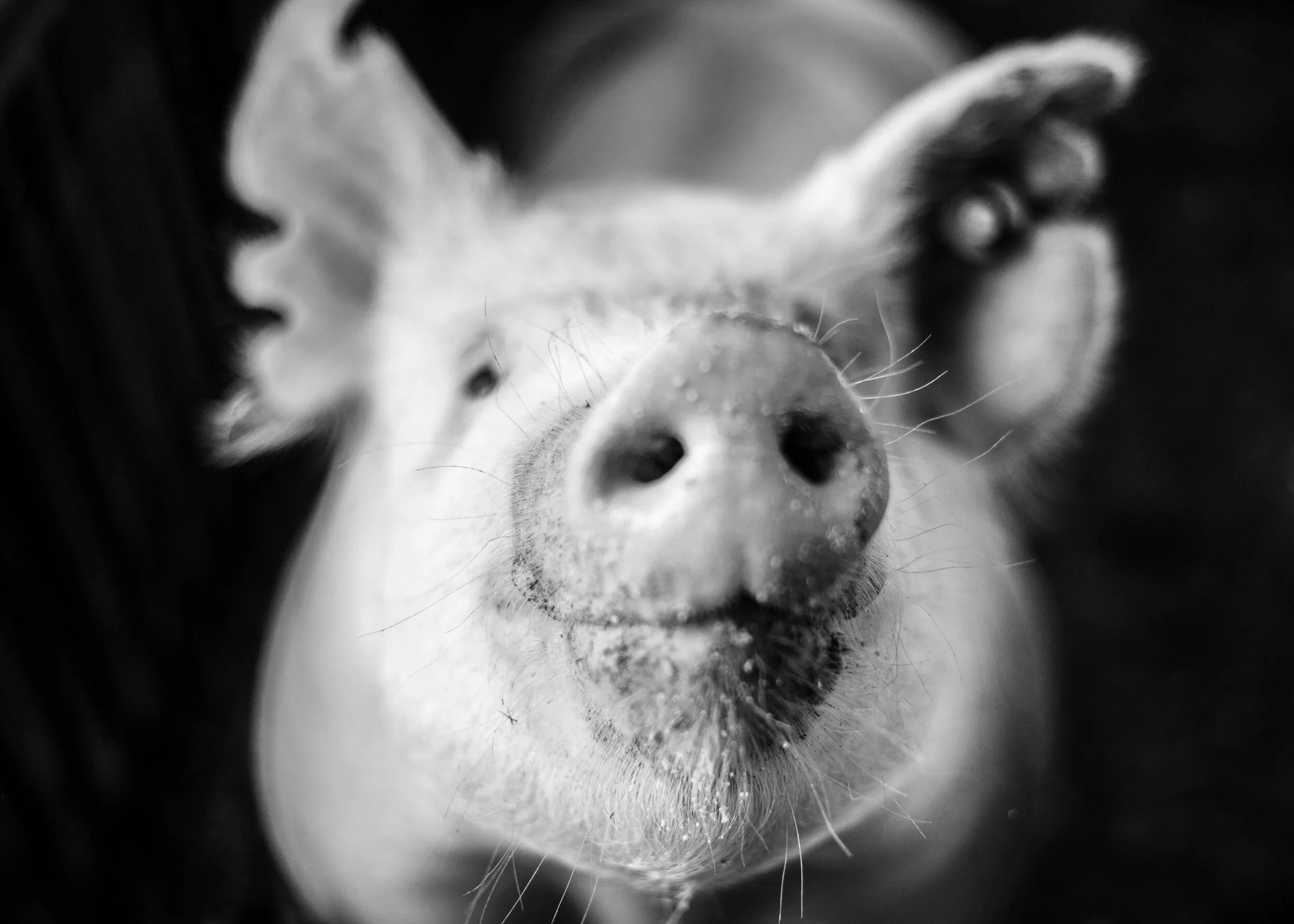Oink B&amp;W
