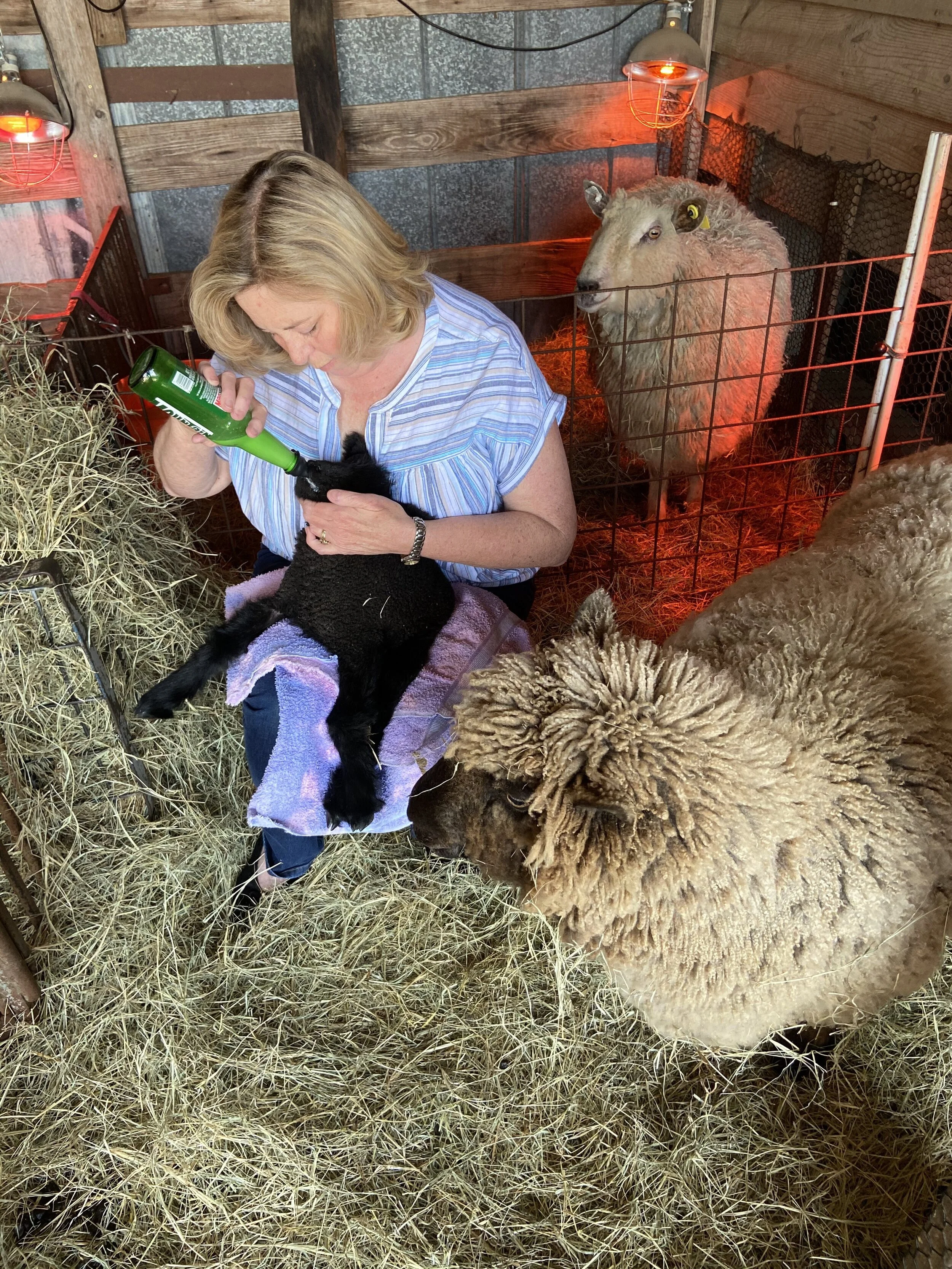 That's Still My Baby: A Story of a Momma Sheep and Her Lamb