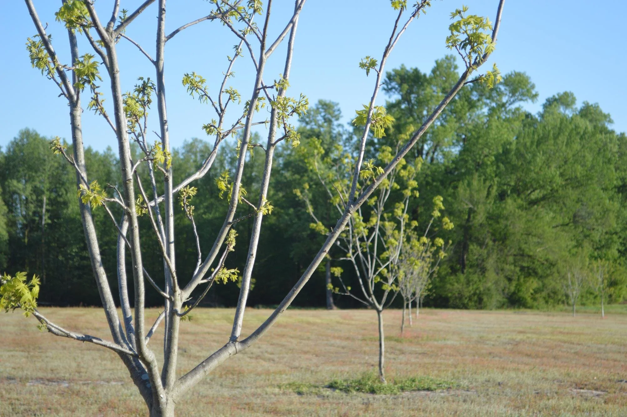 The Legacy of the Pecan