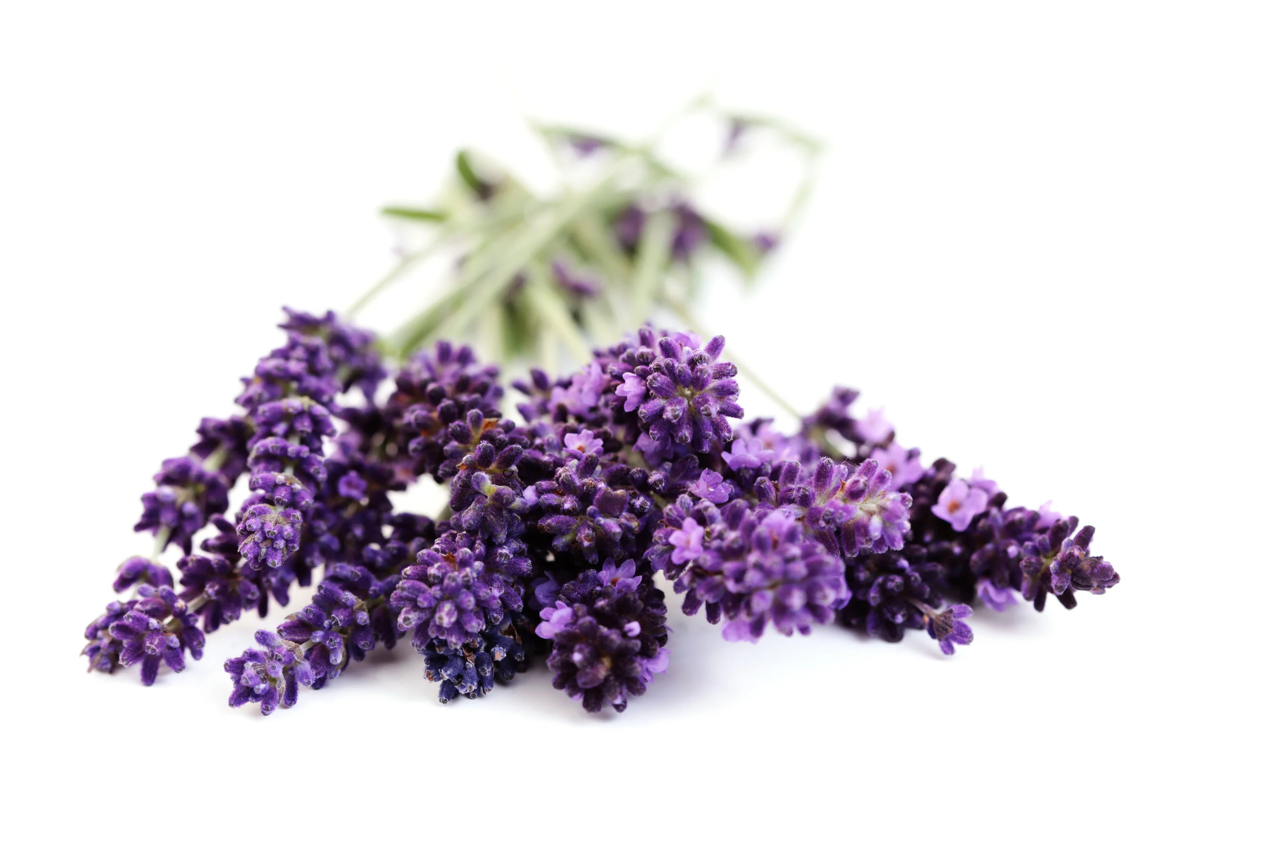 bigstock-Lavender-Flowers-5385717.jpg