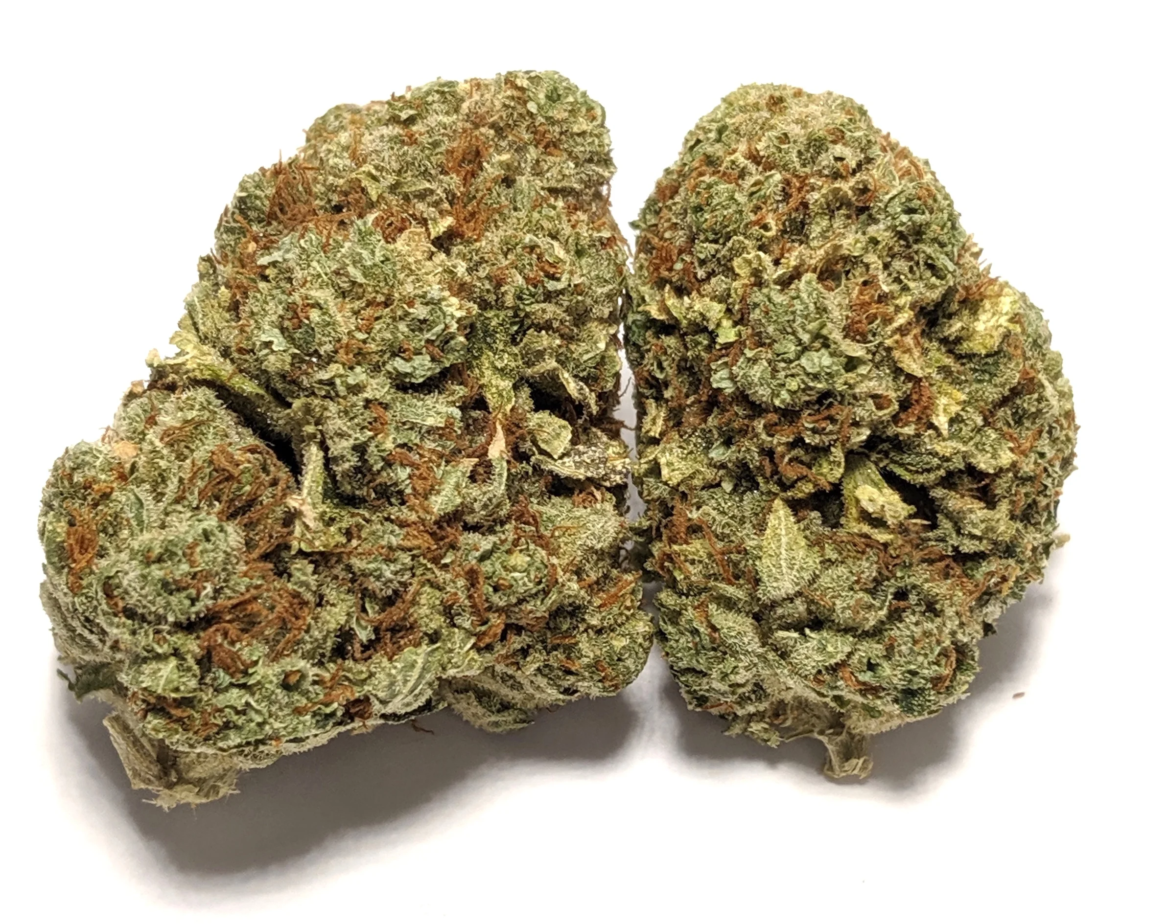 Girl Scout Cookies *BC Drop* Hybrid 1/4-$60 1/2-$110 OZ-$200 GSC, formerly known as Girl Scout Cookies, is an OG Kush and Durban Poison hybrid cross whose reputation grew too large to stay within the borders of its California homeland. With a sweet and earthy aroma, GSC launches you to euphorias top floor where full-body relaxation meets a time-bending cerebral space. A little goes a long way with this hybrid, whose THC heights have won GSC numerous Cannabis Cup awards. Patients needing a strong dose of relief, however, may look to GSC for severe pain, nausea, and appetite loss. There are several different phenotypes of the GSC strain including Thin Mint and Platinum Cookies, which exhibit some variation in appearance and effect. Typically, however, GSC expresses its beauty in twisting green calyxes wrapped in purple leaves and fiery orange hairs.