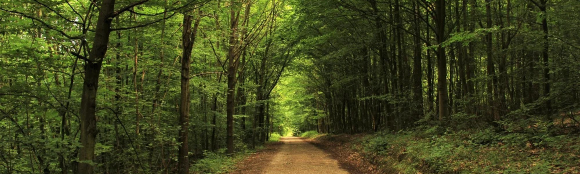 Green path (10).png