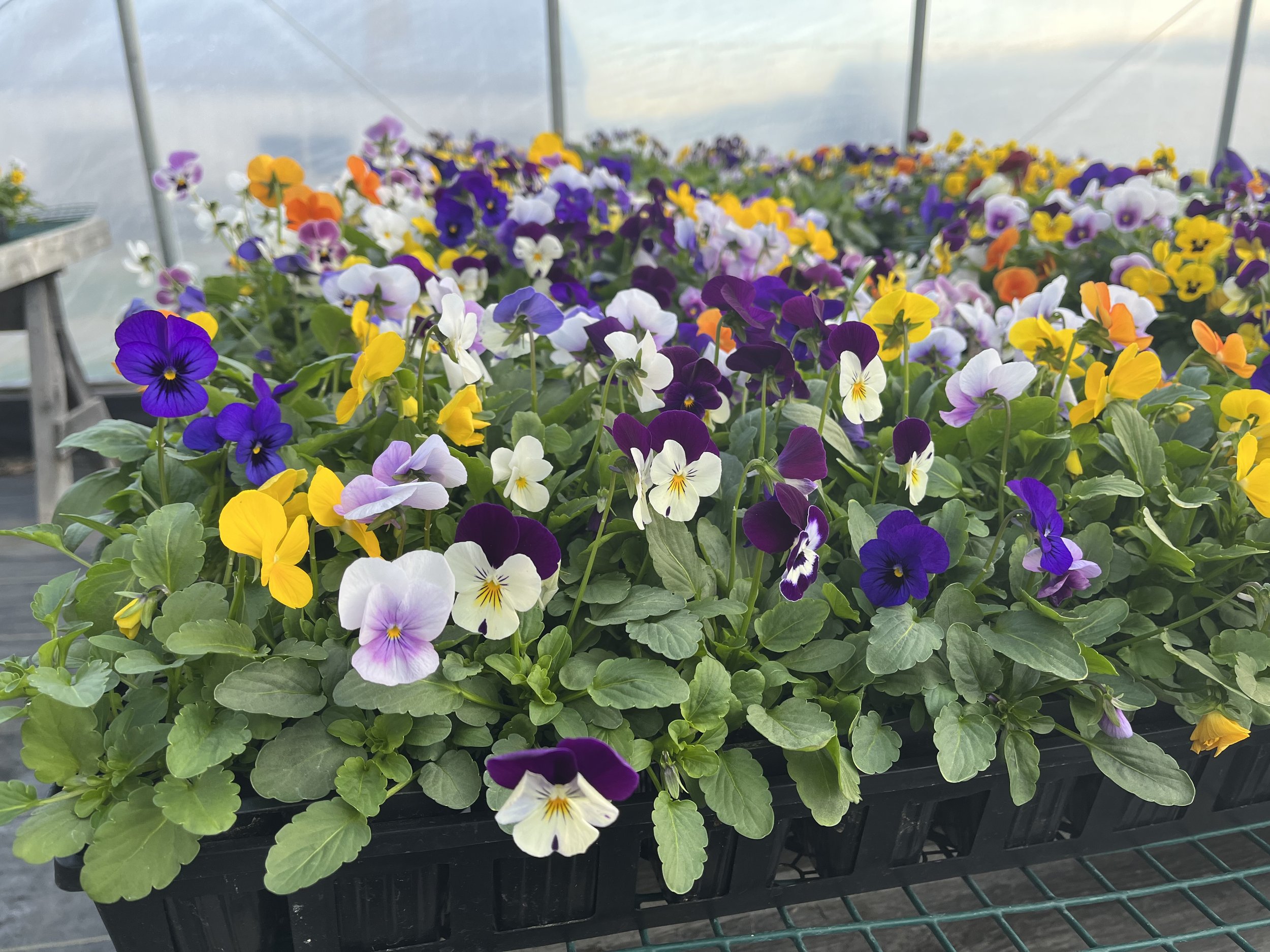 pansies in greenhouse.JPG