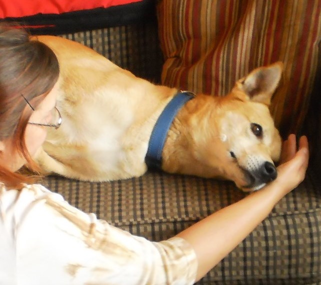 animal bodywork and energy healing on a yellow dog laying on a couch by alison zeidler energy healer