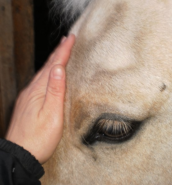 alison zeidler places a hand on a horse's face as part of energy healing treatment