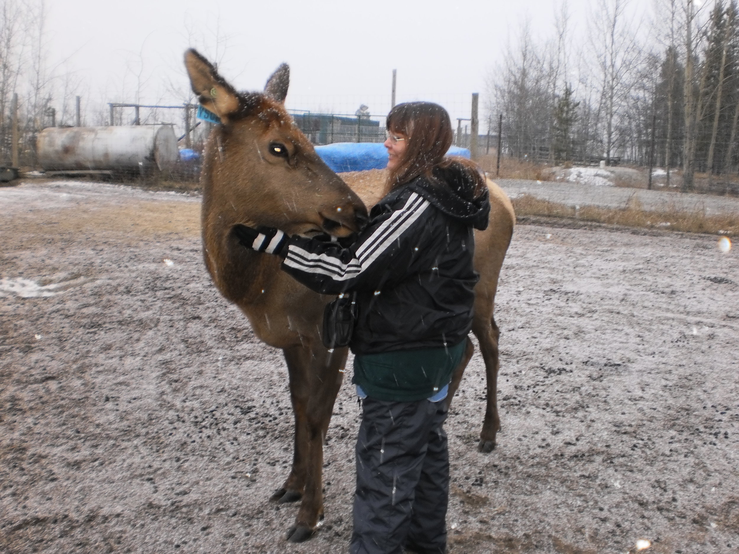 alison zeidler, animal energy healing specialist places her hands on an cow elk to help balance her energy